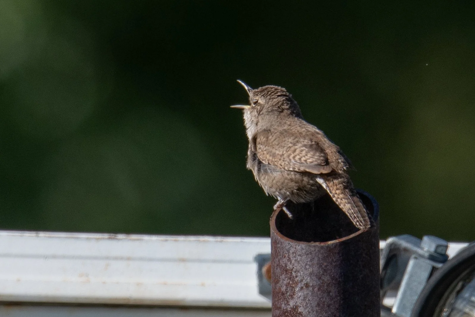 Northern House Wren (Troglodytes aedon)