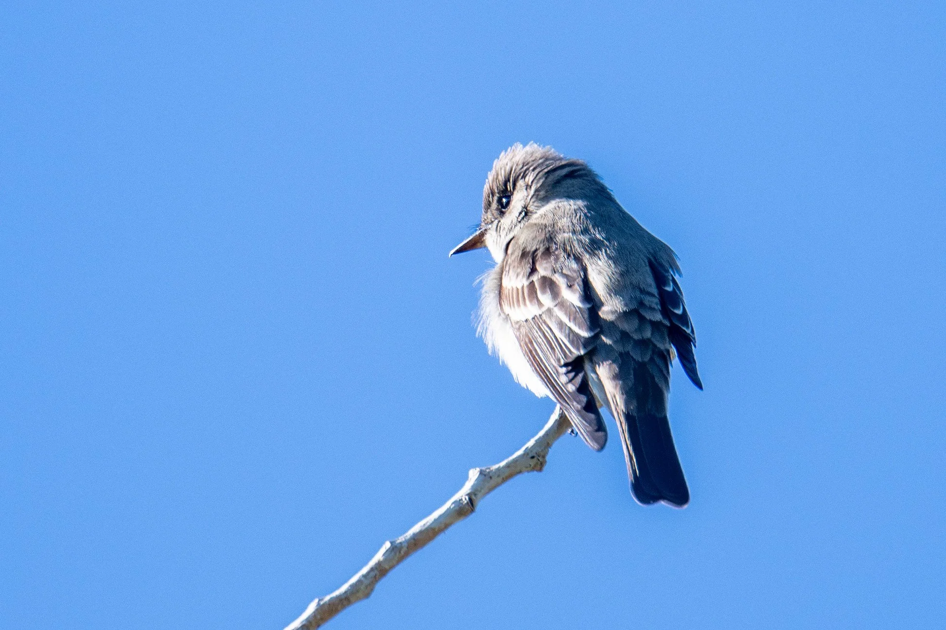 Western Wood-Pewee (Contopus sordidulus)