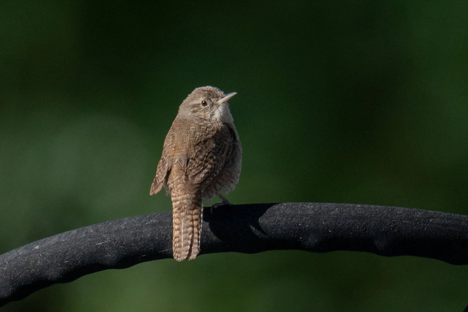 Northern House Wren (Troglodytes aedon)