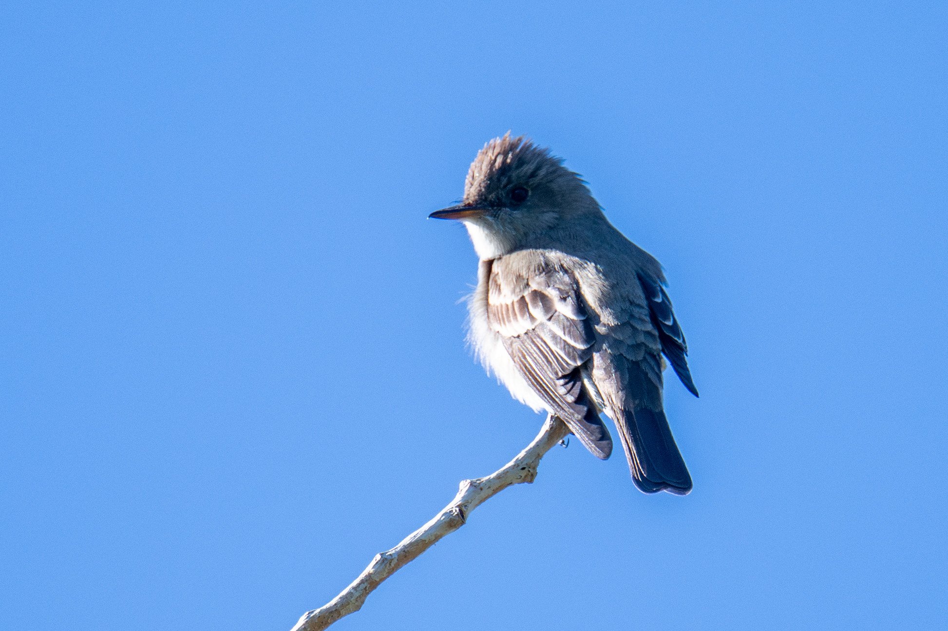 Western Wood-Pewee (Contopus sordidulus)