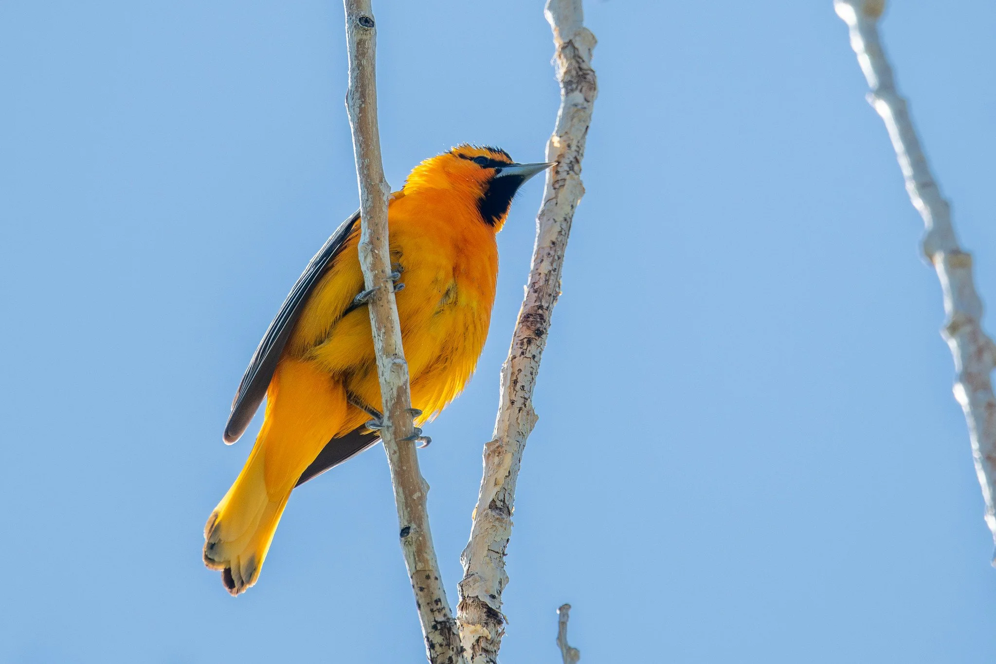 Bullock's Oriole (Icterus bullockii)