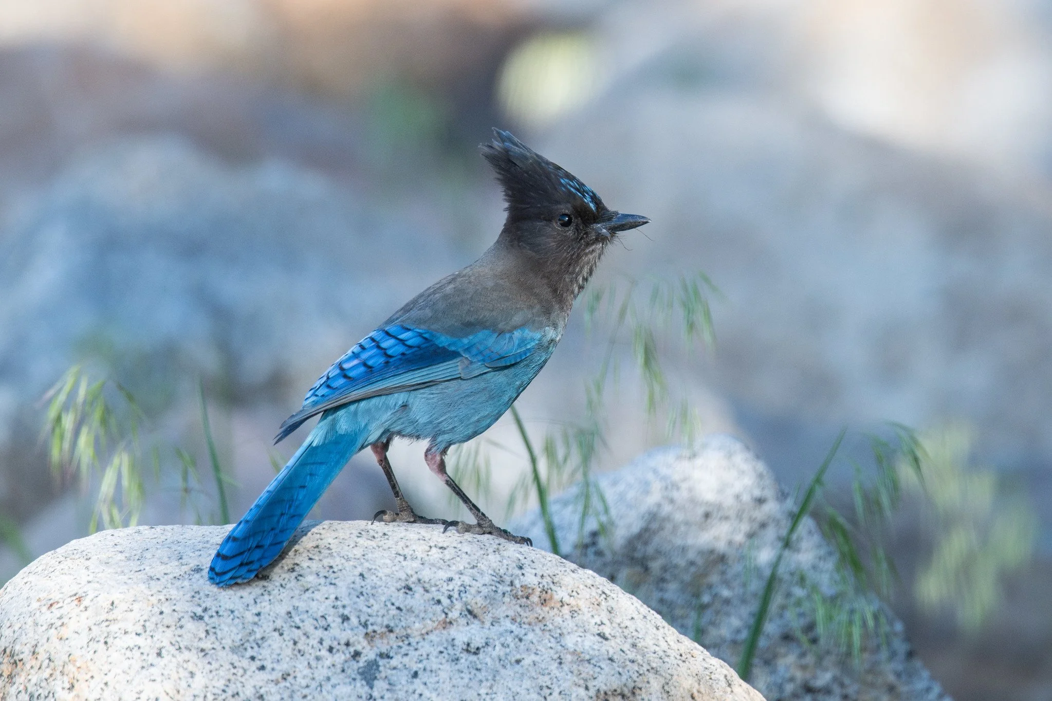 Steller's Jay (Cyanocitta stelleri)