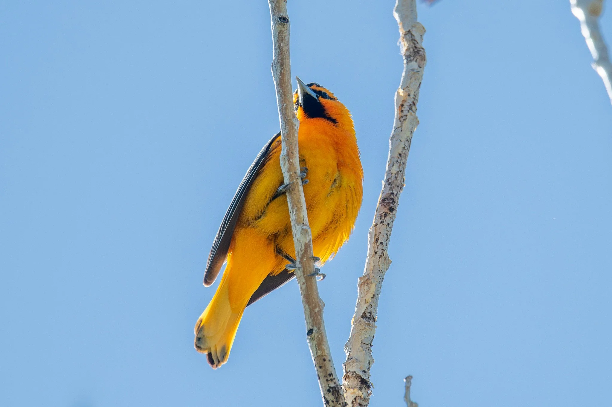 Bullock's Oriole (Icterus bullockii)