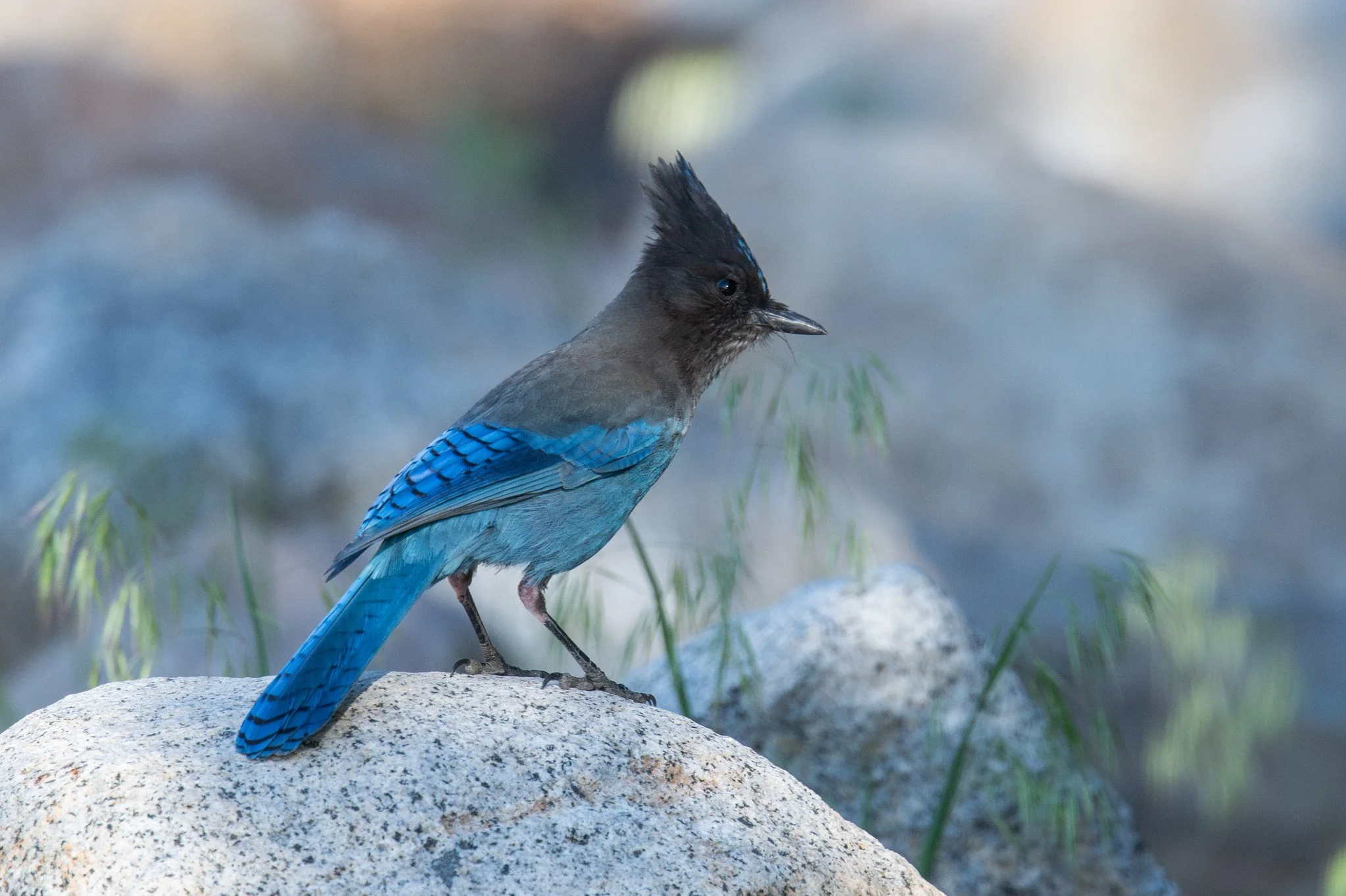 Steller's Jay (Cyanocitta stelleri)