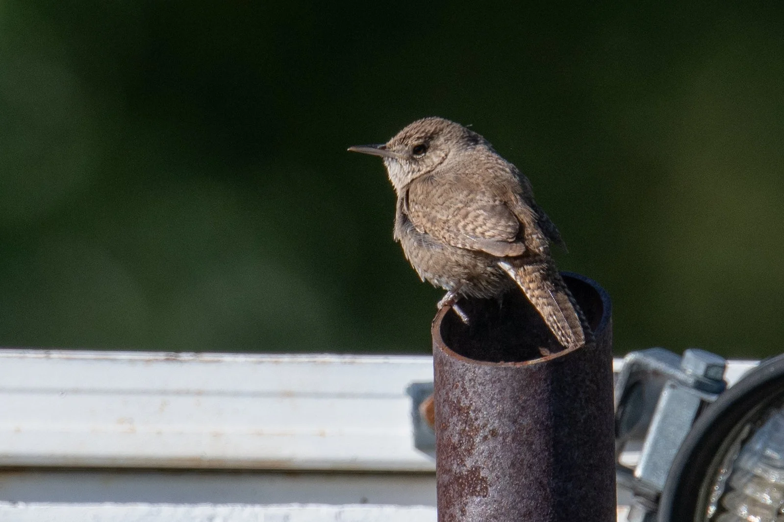 Northern House Wren (Troglodytes aedon)
