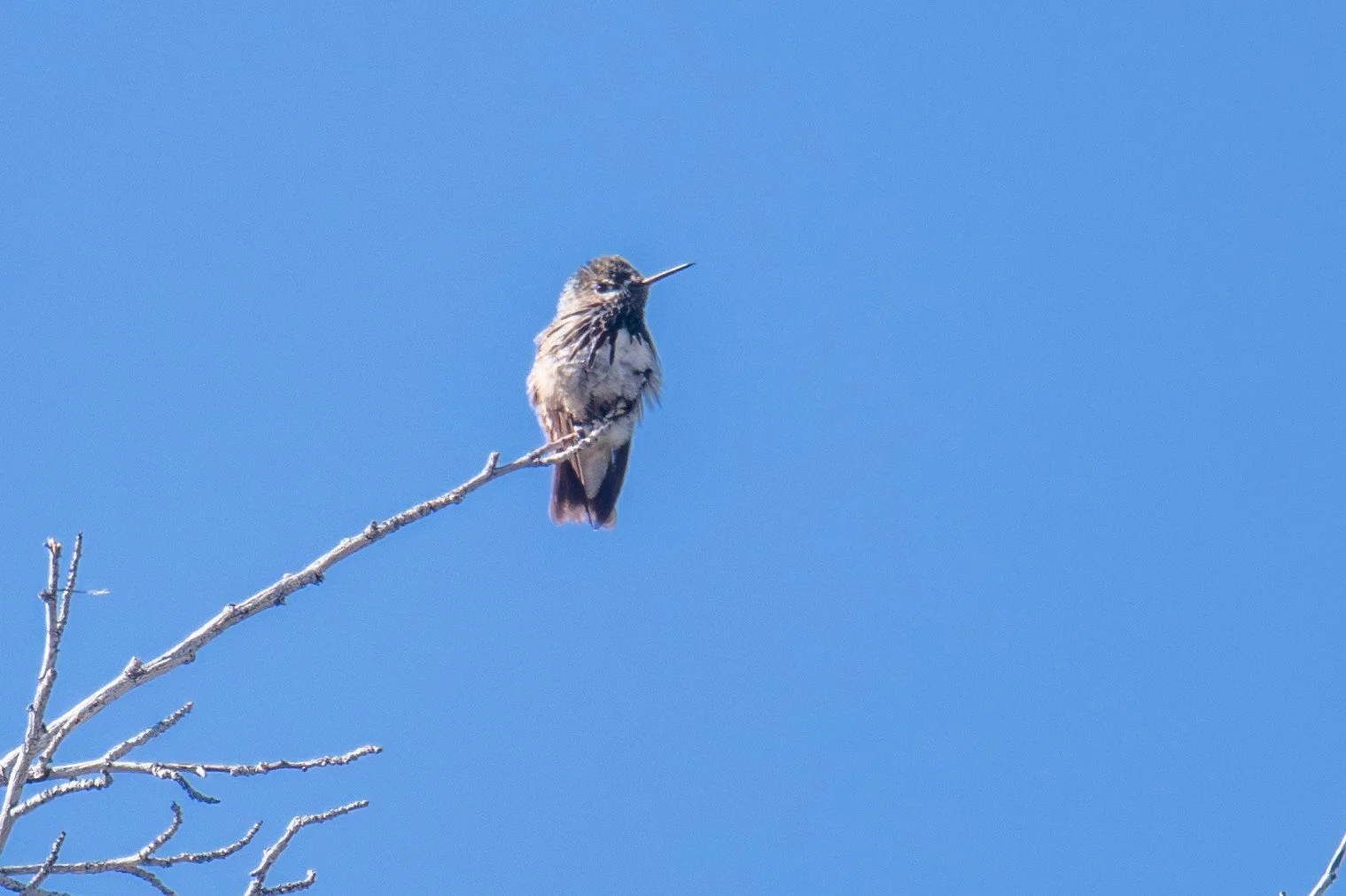 Calliope Hummingbird (Selasphorus calliope)