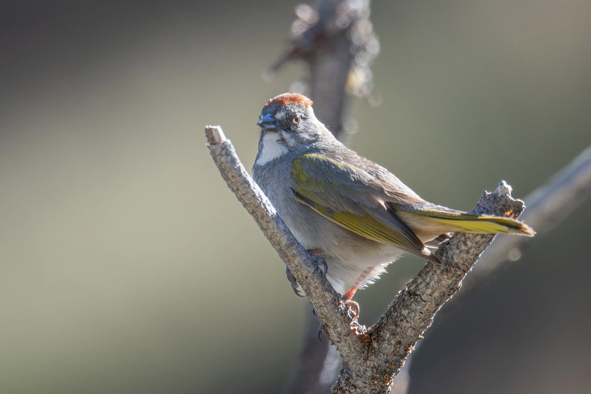 Green-tailed Towhee (Pipilo chlorurus)