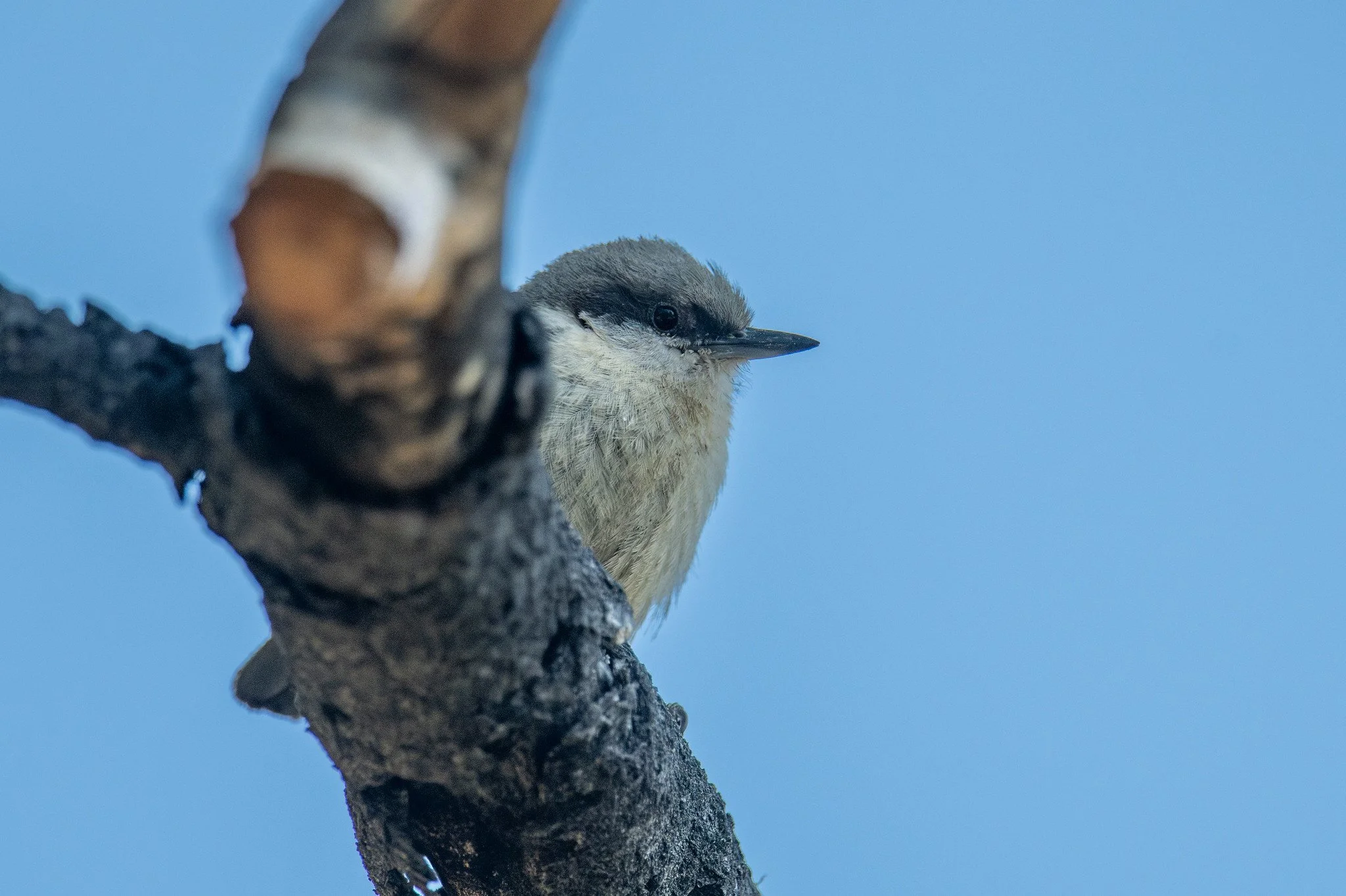 Pygmy Nuthatch (Sitta pygmaea)