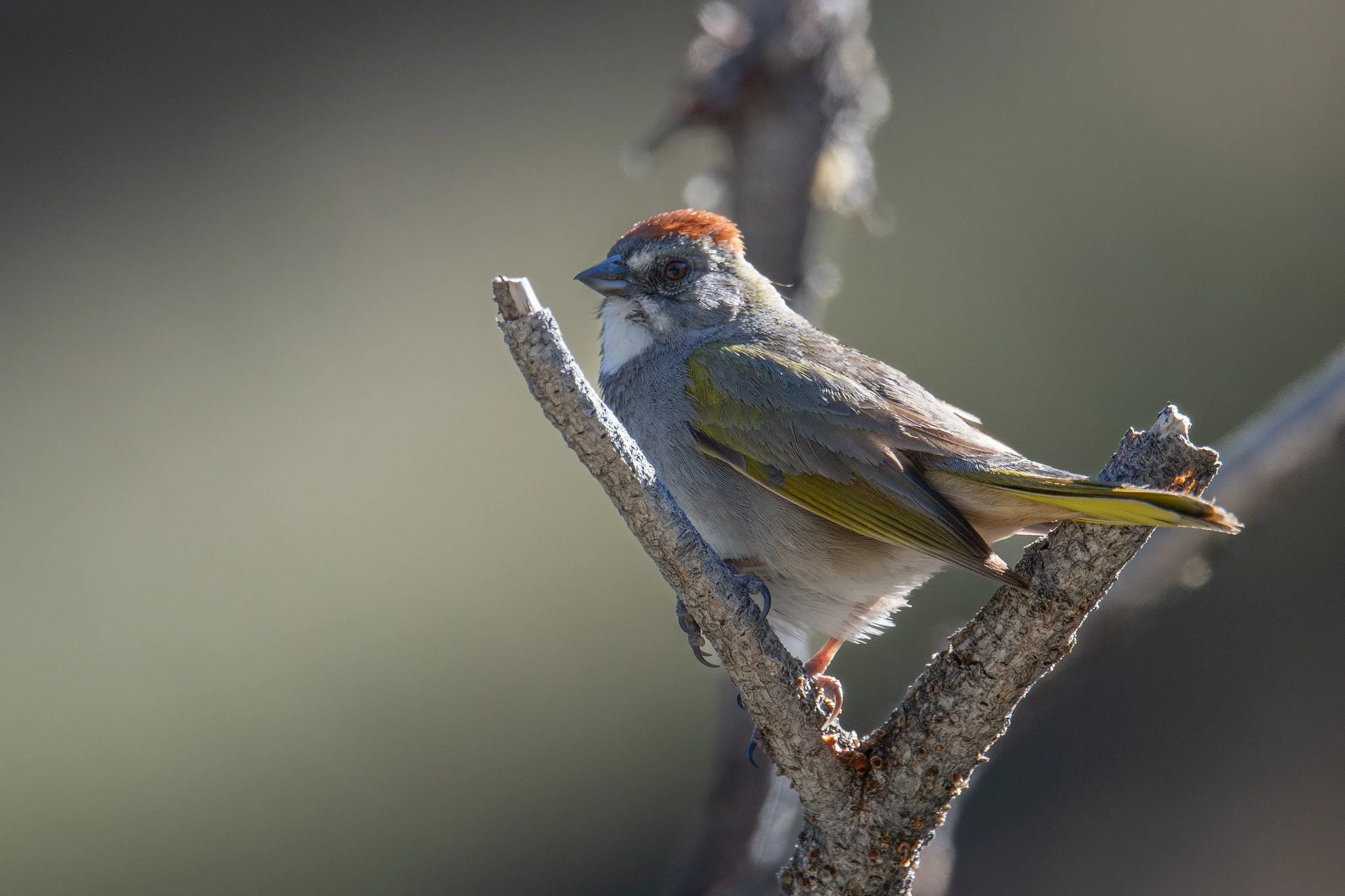 Green-tailed Towhee (Pipilo chlorurus)