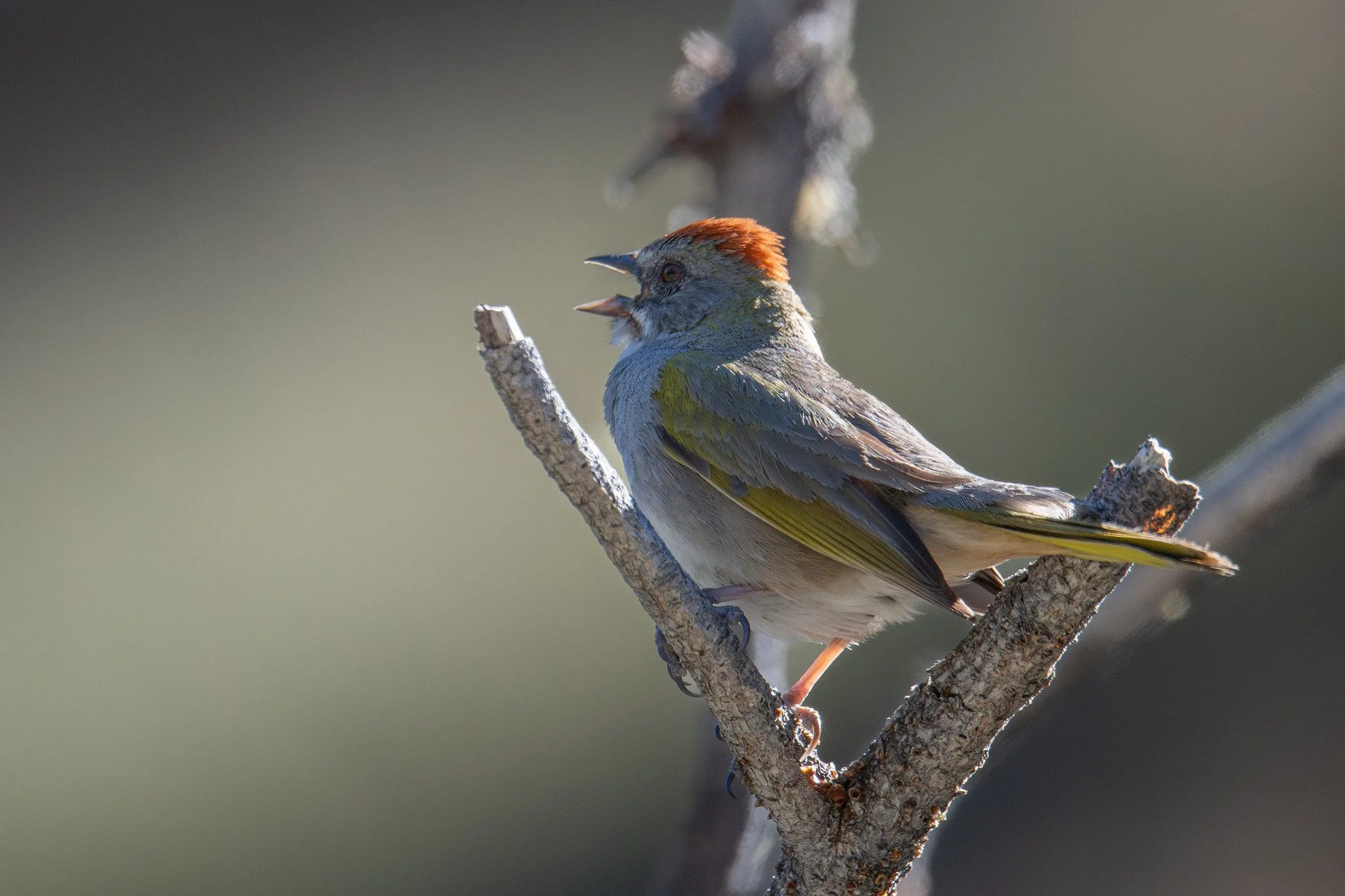 Green-tailed Towhee (Pipilo chlorurus)