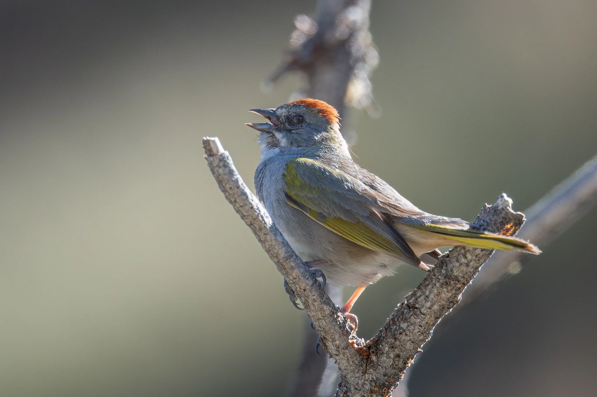 Green-tailed Towhee (Pipilo chlorurus)