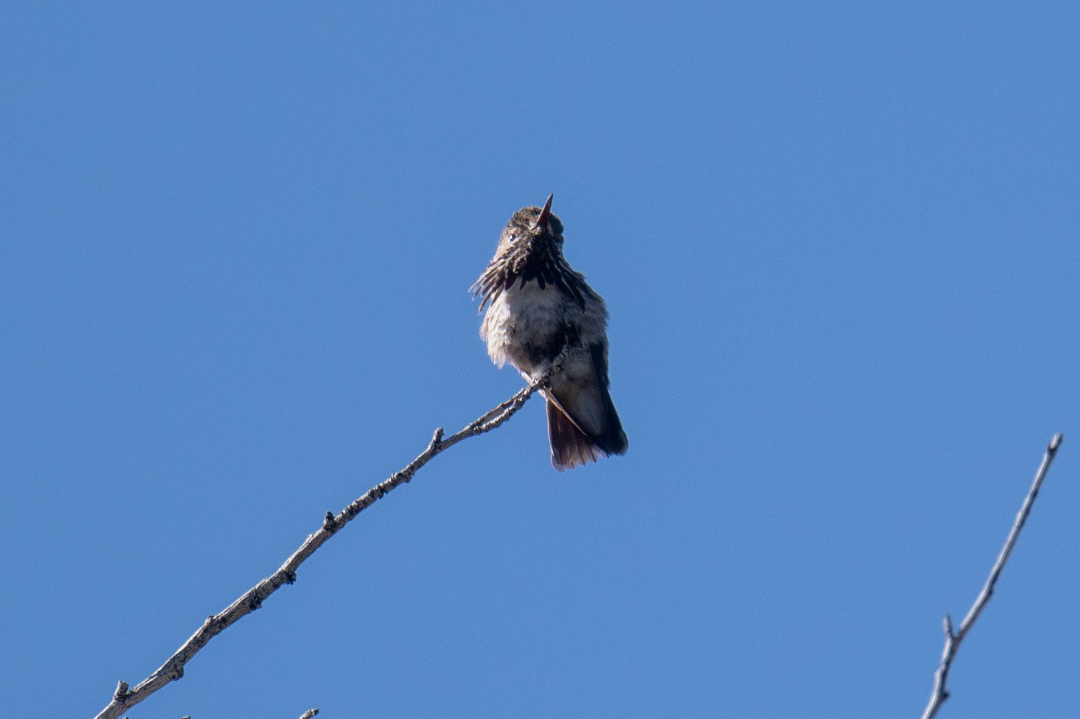Calliope Hummingbird (Selasphorus calliope)