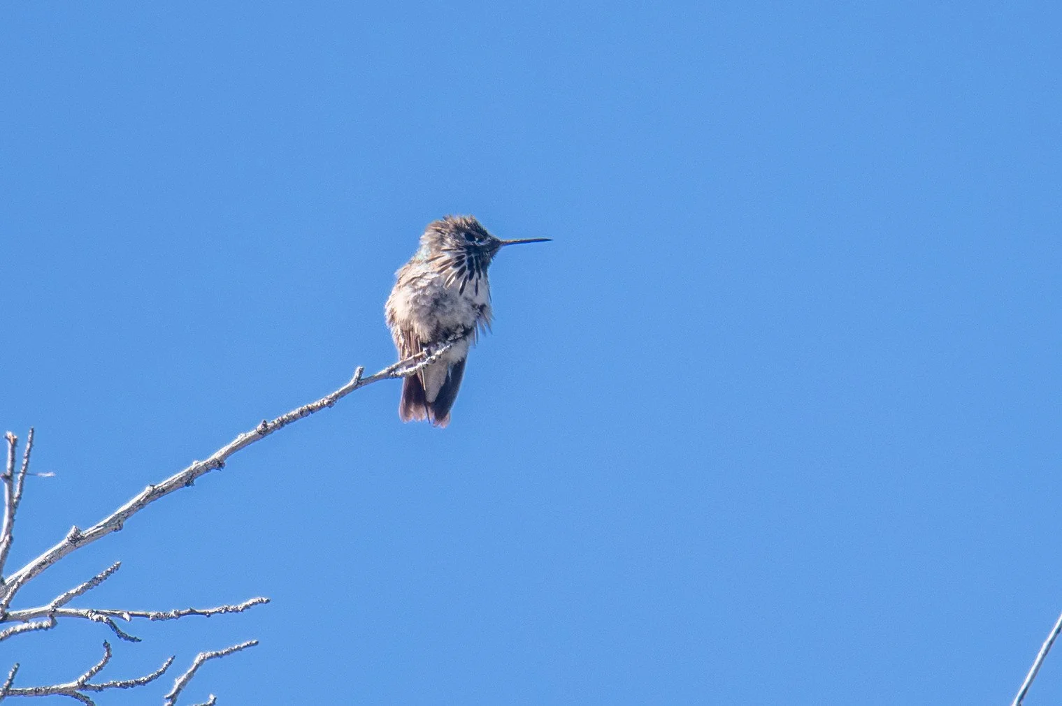 Calliope Hummingbird (Selasphorus calliope)