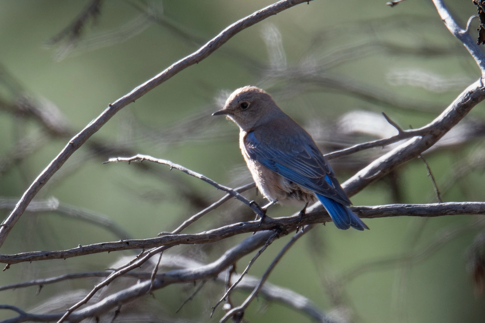 Western Bluebird (Sialia mexicana)
