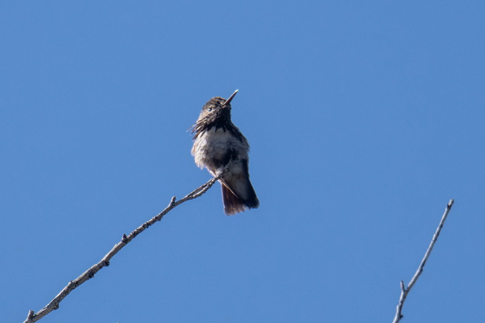 Calliope Hummingbird (Selasphorus calliope)
