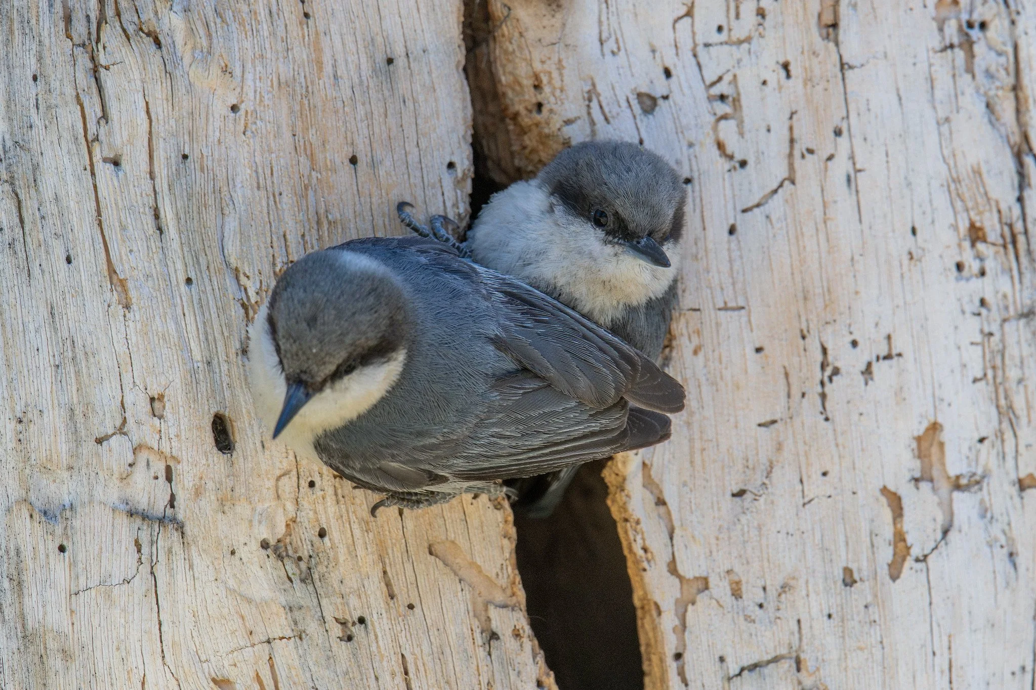 Pygmy Nuthatch (Sitta pygmaea)