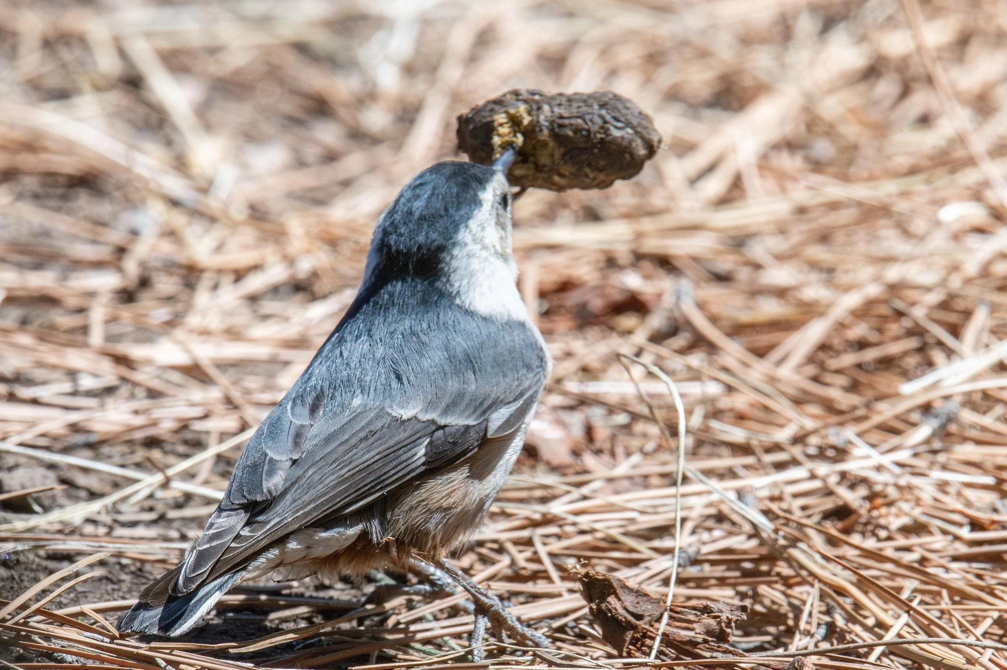 White-breasted Nuthatch (Sitta carolinensis)