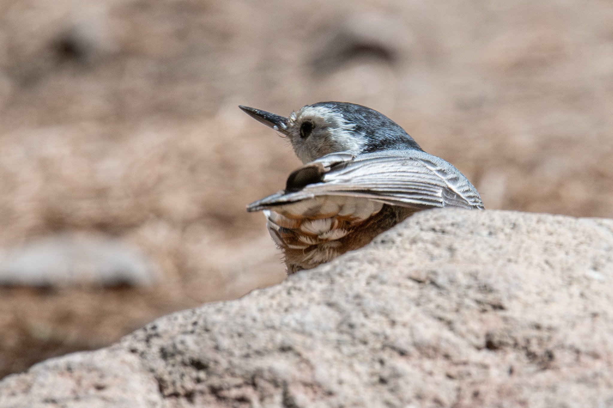 White-breasted Nuthatch (Sitta carolinensis)