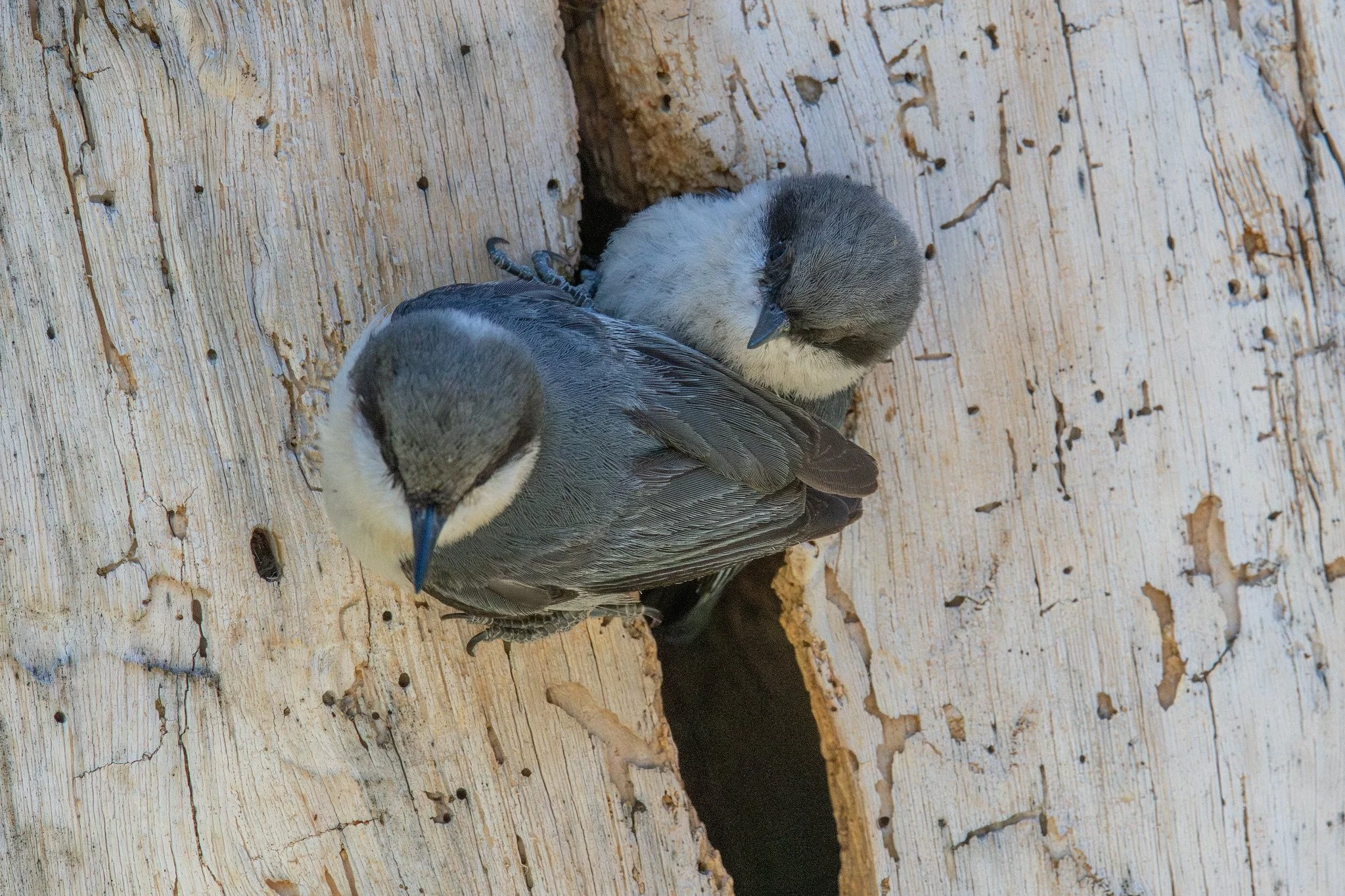 Pygmy Nuthatch (Sitta pygmaea)