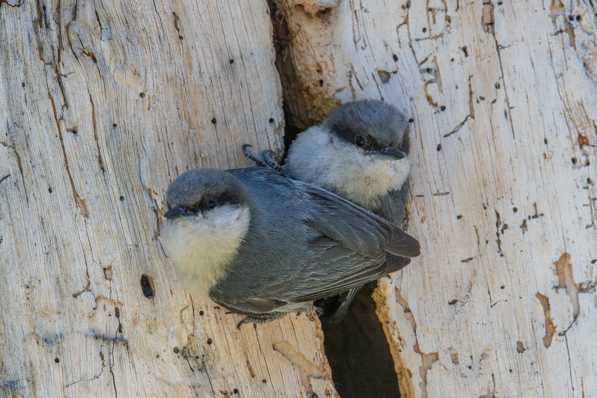 Pygmy Nuthatch (Sitta pygmaea)