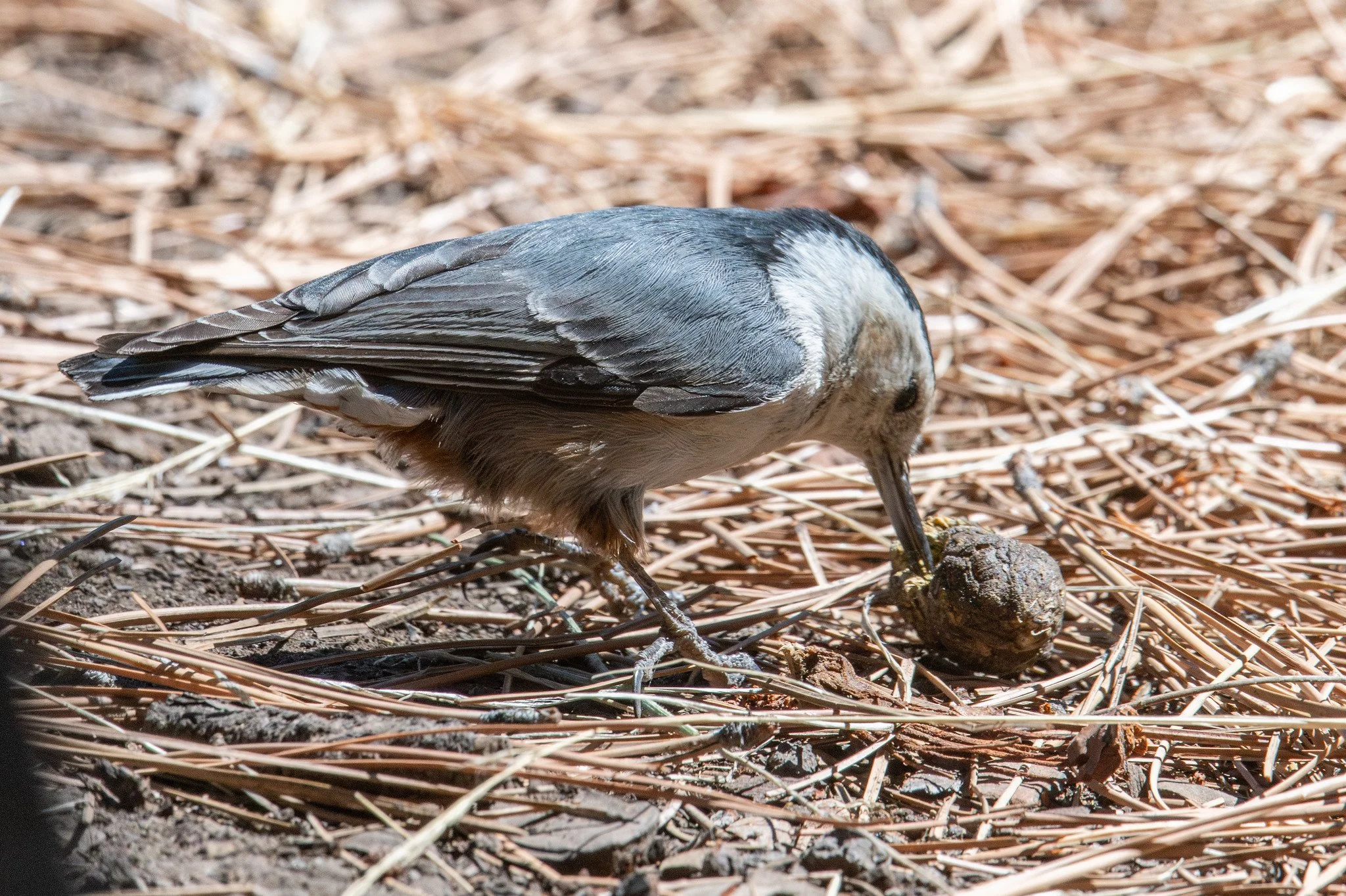 White-breasted Nuthatch (Sitta carolinensis)