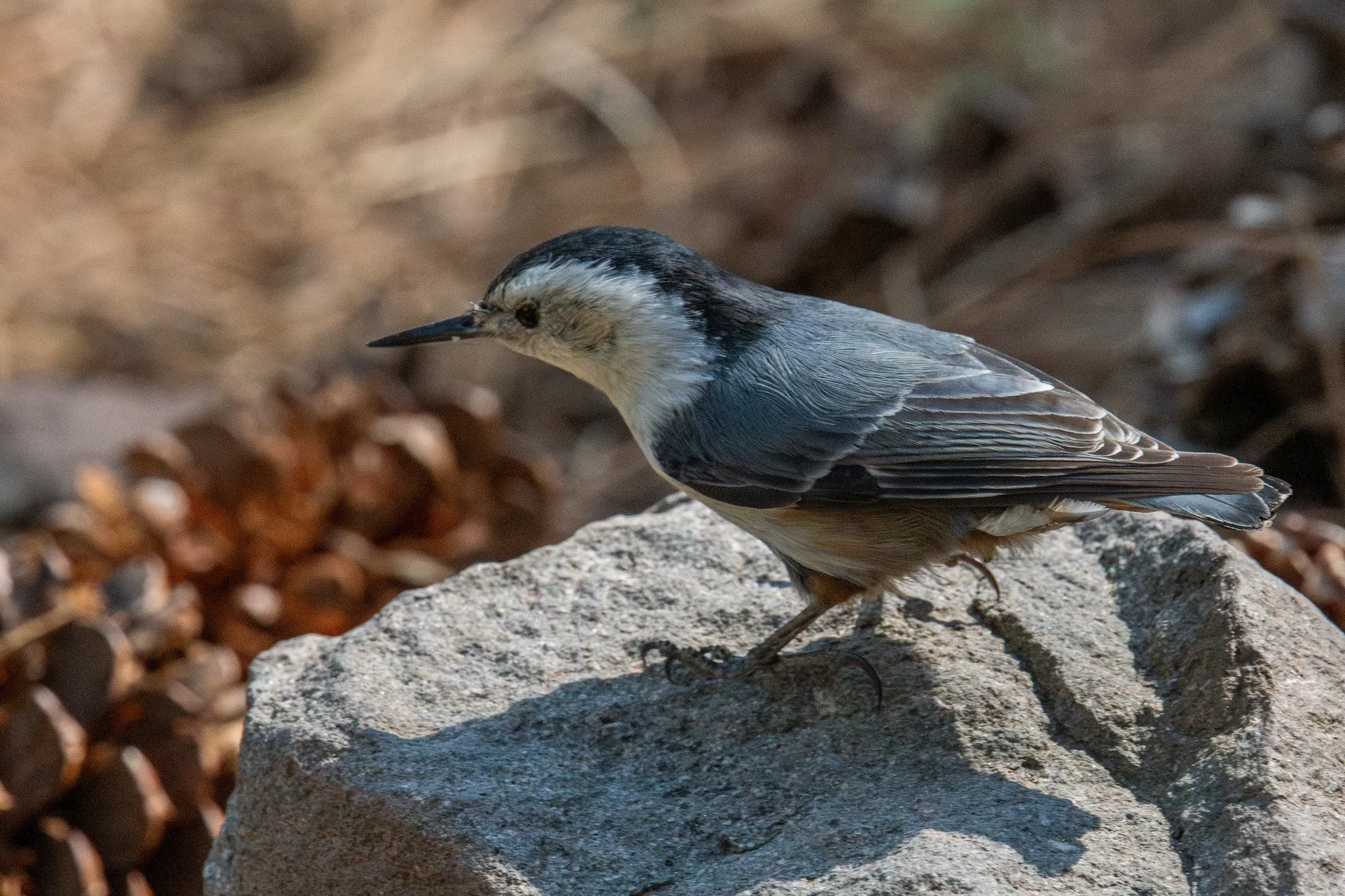 White-breasted Nuthatch (Sitta carolinensis)