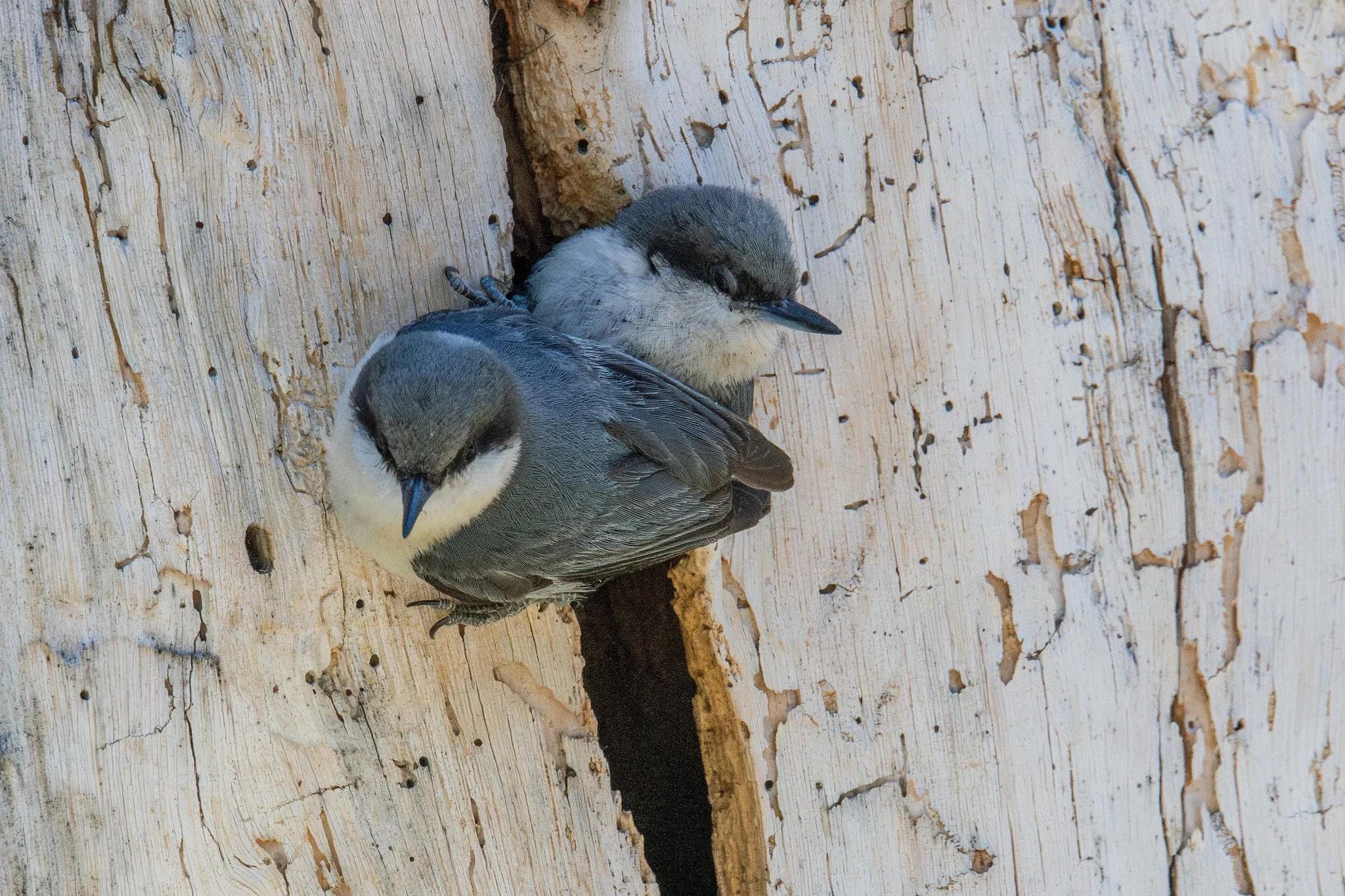 Pygmy Nuthatch (Sitta pygmaea)