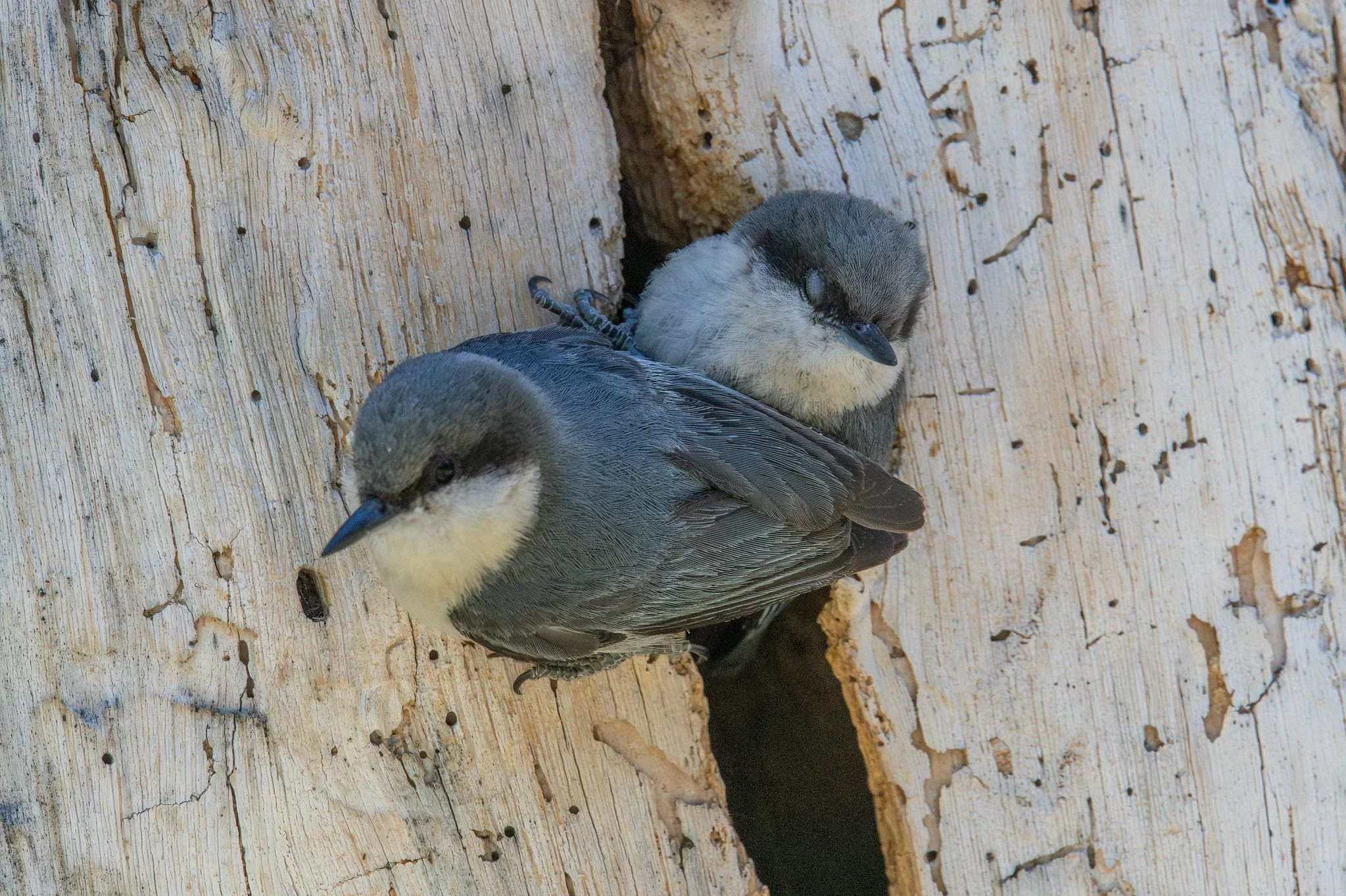 Pygmy Nuthatch (Sitta pygmaea)