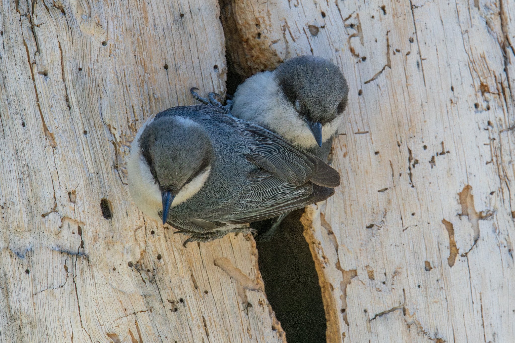 Pygmy Nuthatch (Sitta pygmaea)