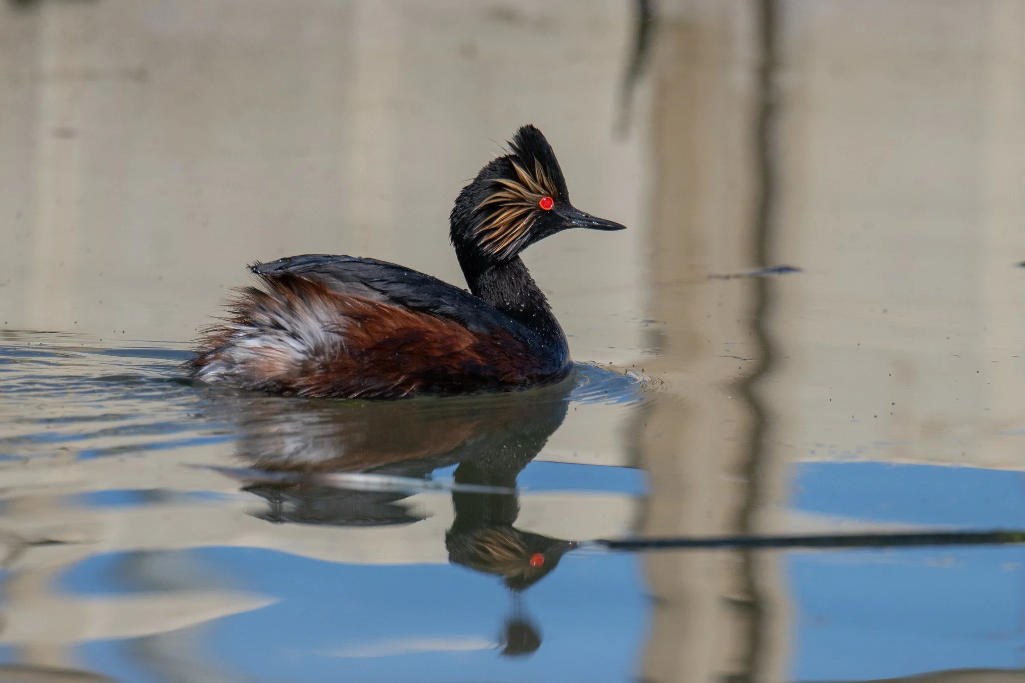 Eared Grebe (Podiceps nigricollis)