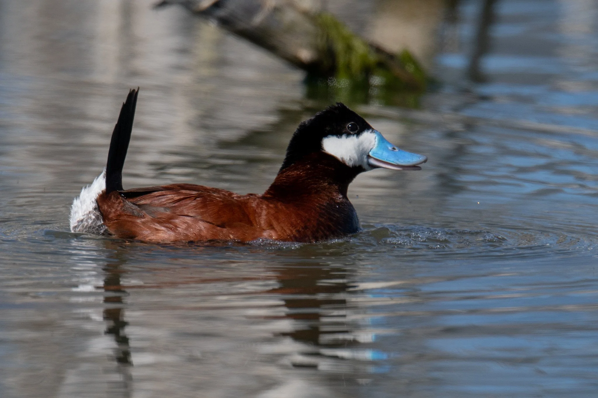 Ruddy Duck (Oxyura jamaicensis)