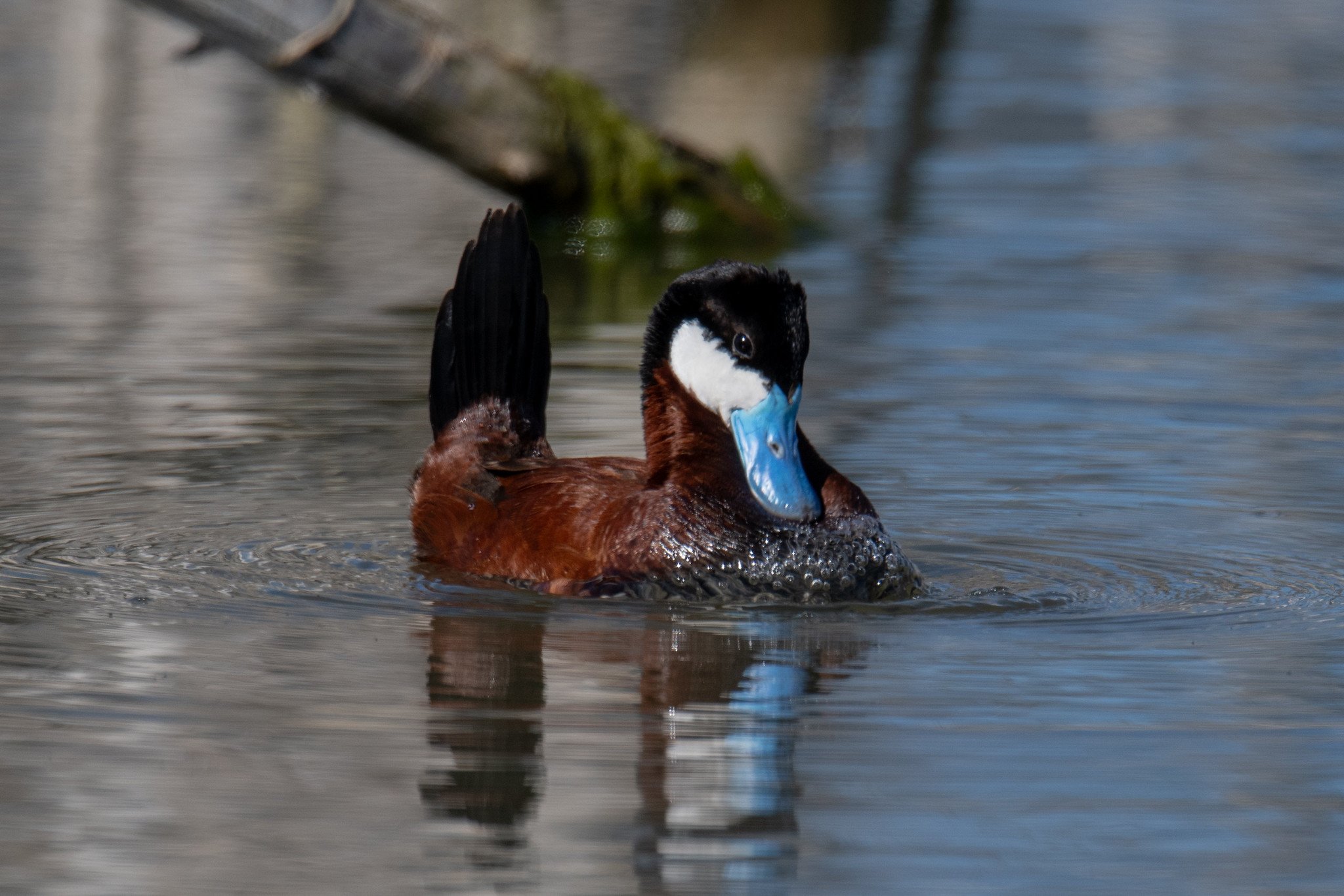 Ruddy Duck (Oxyura jamaicensis)