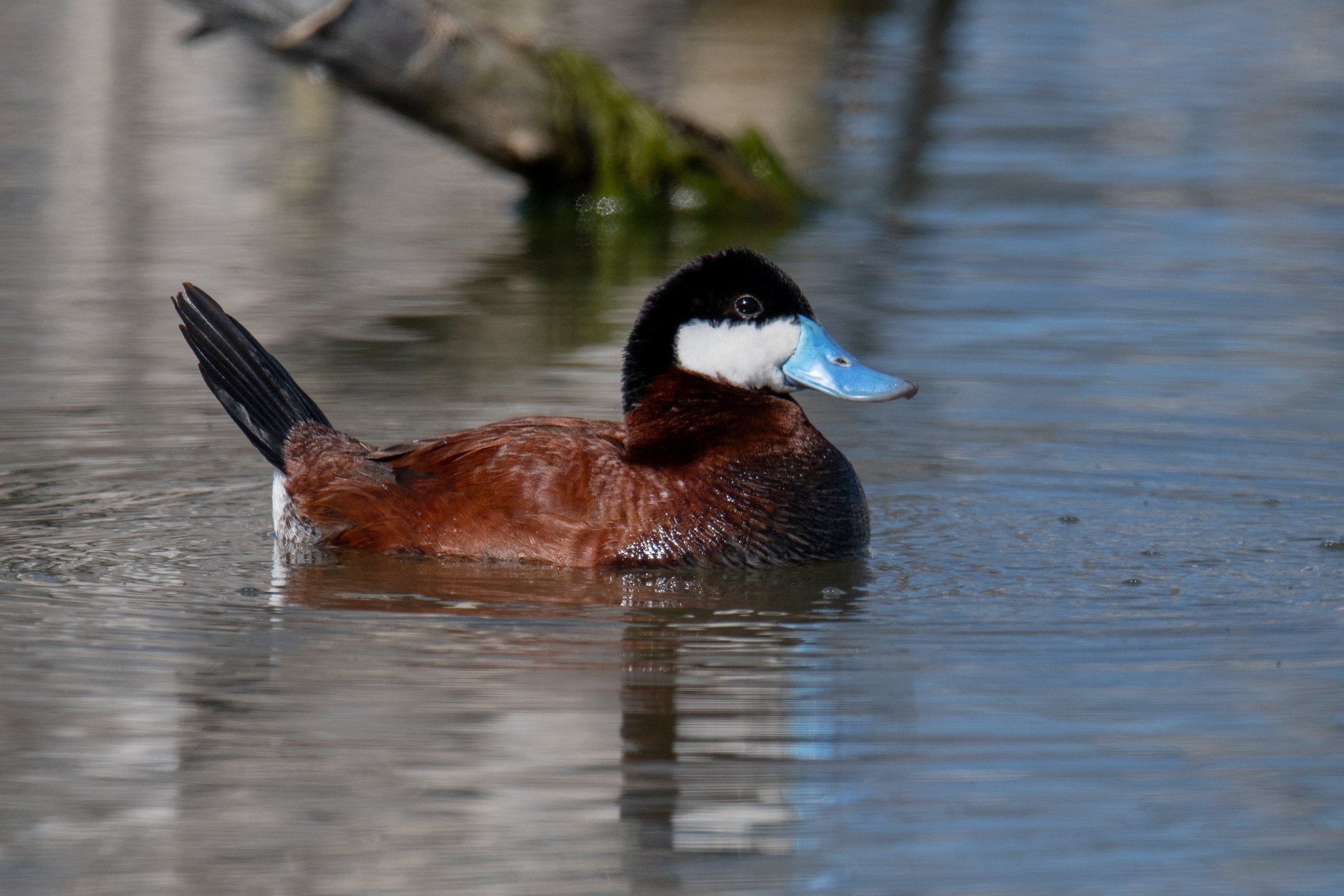 Ruddy Duck (Oxyura jamaicensis)