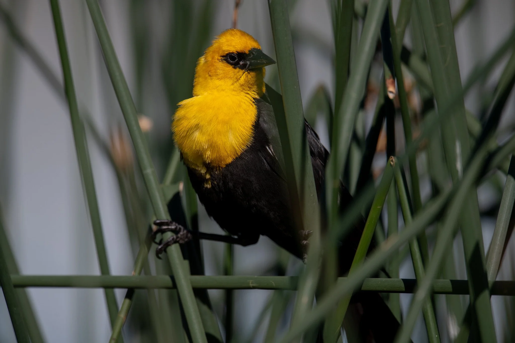 Yellow-headed Blackbird (Xanthocephalus xanthocephalus)