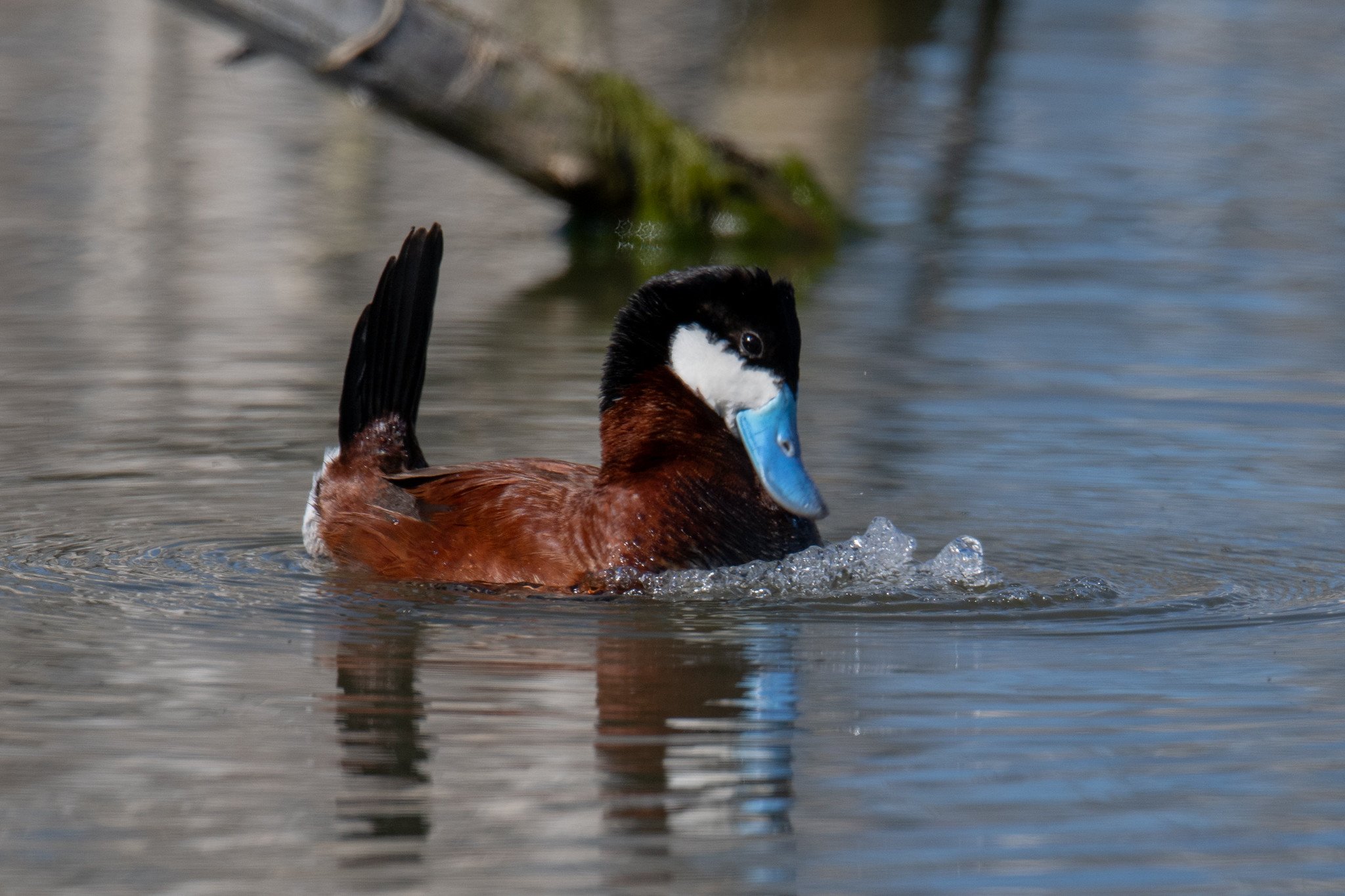 Ruddy Duck (Oxyura jamaicensis)