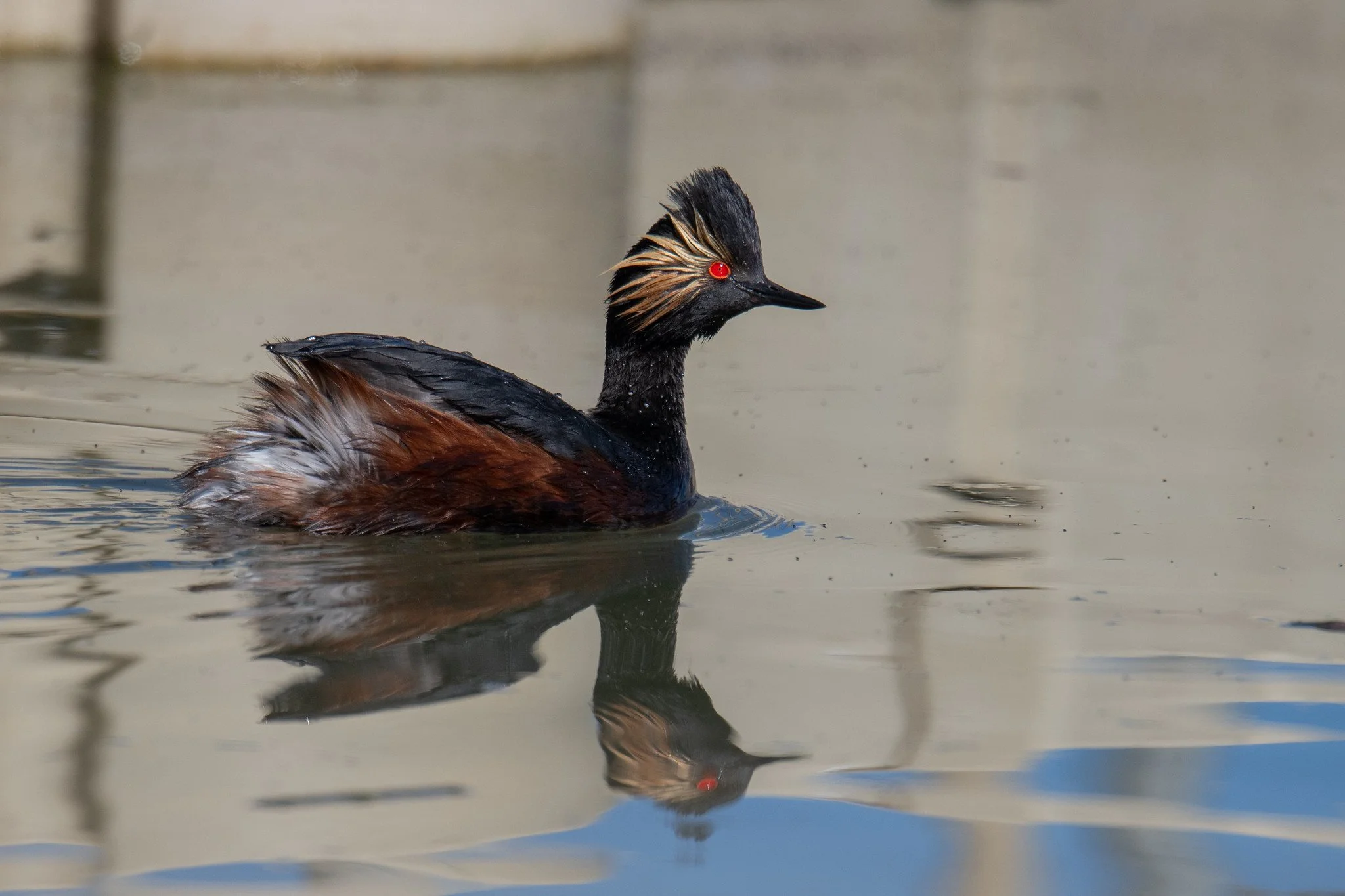 Eared Grebe (Podiceps nigricollis)