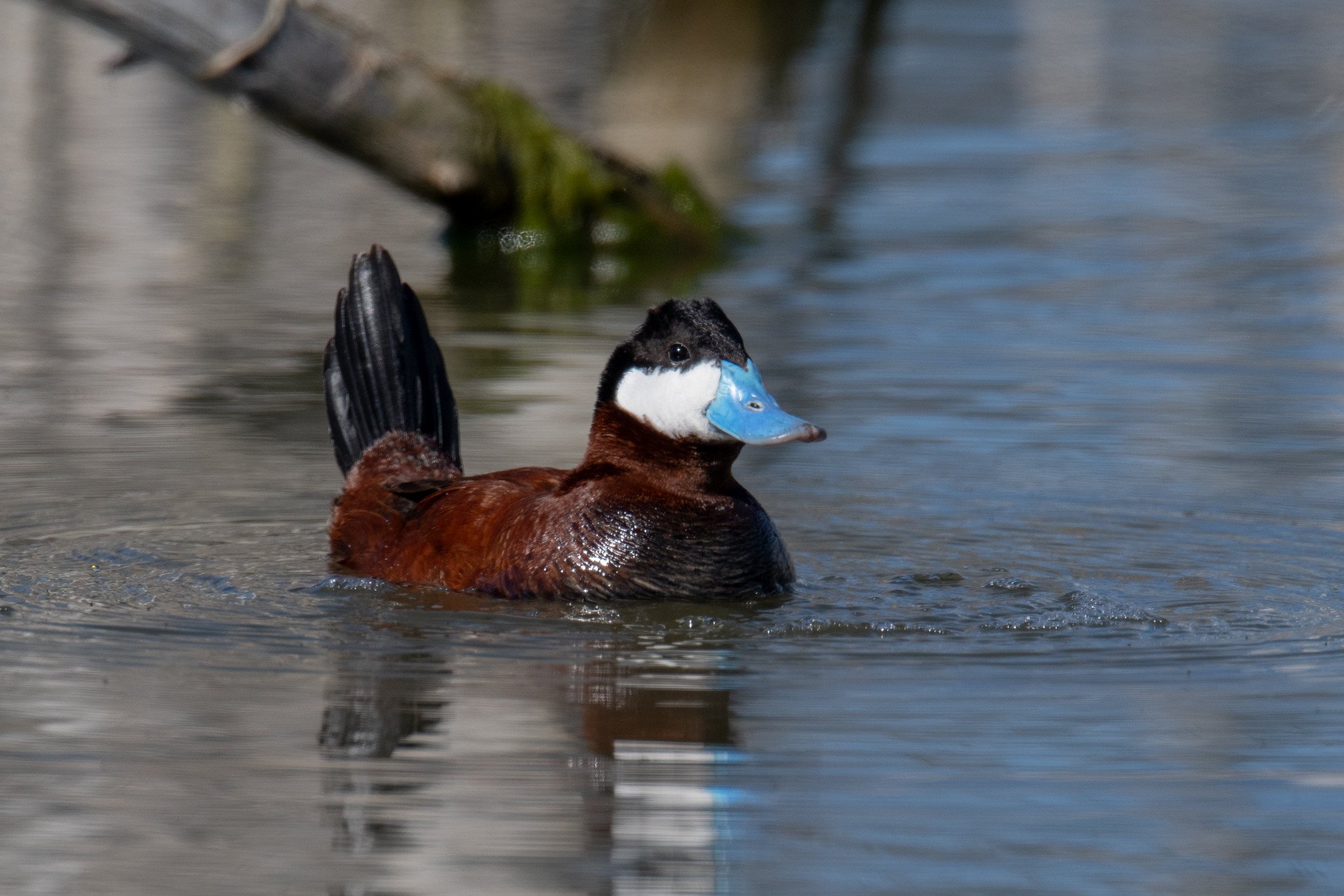Ruddy Duck (Oxyura jamaicensis)