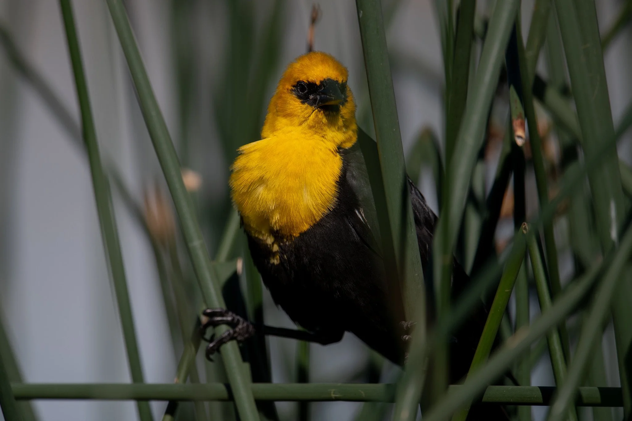 Yellow-headed Blackbird (Xanthocephalus xanthocephalus)