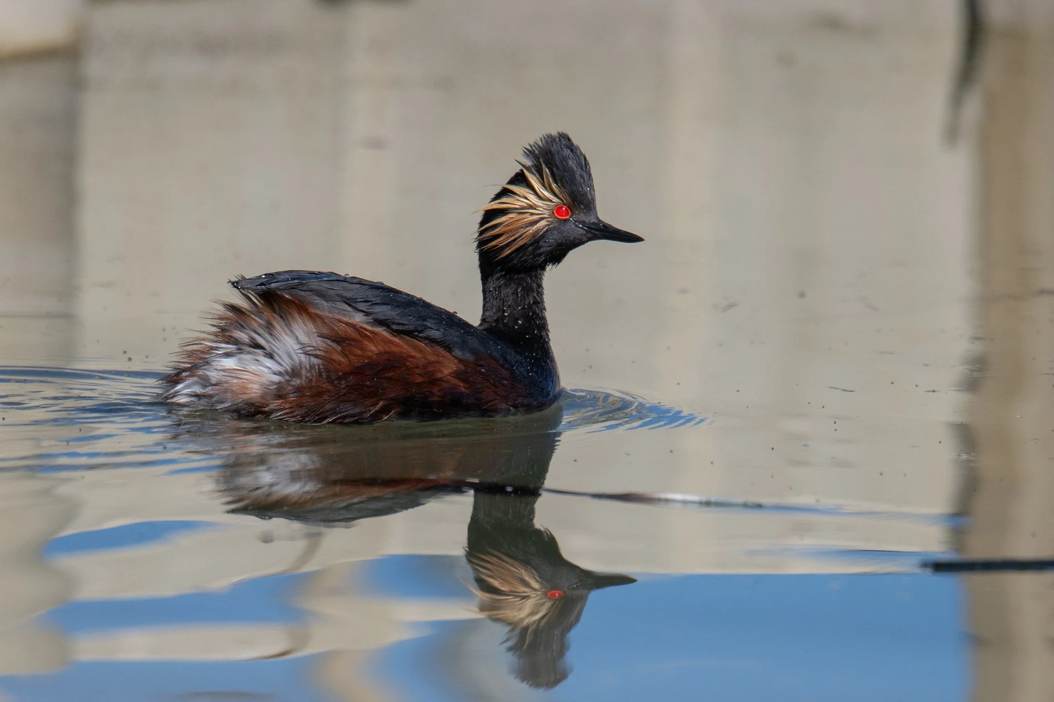 Eared Grebe (Podiceps nigricollis)