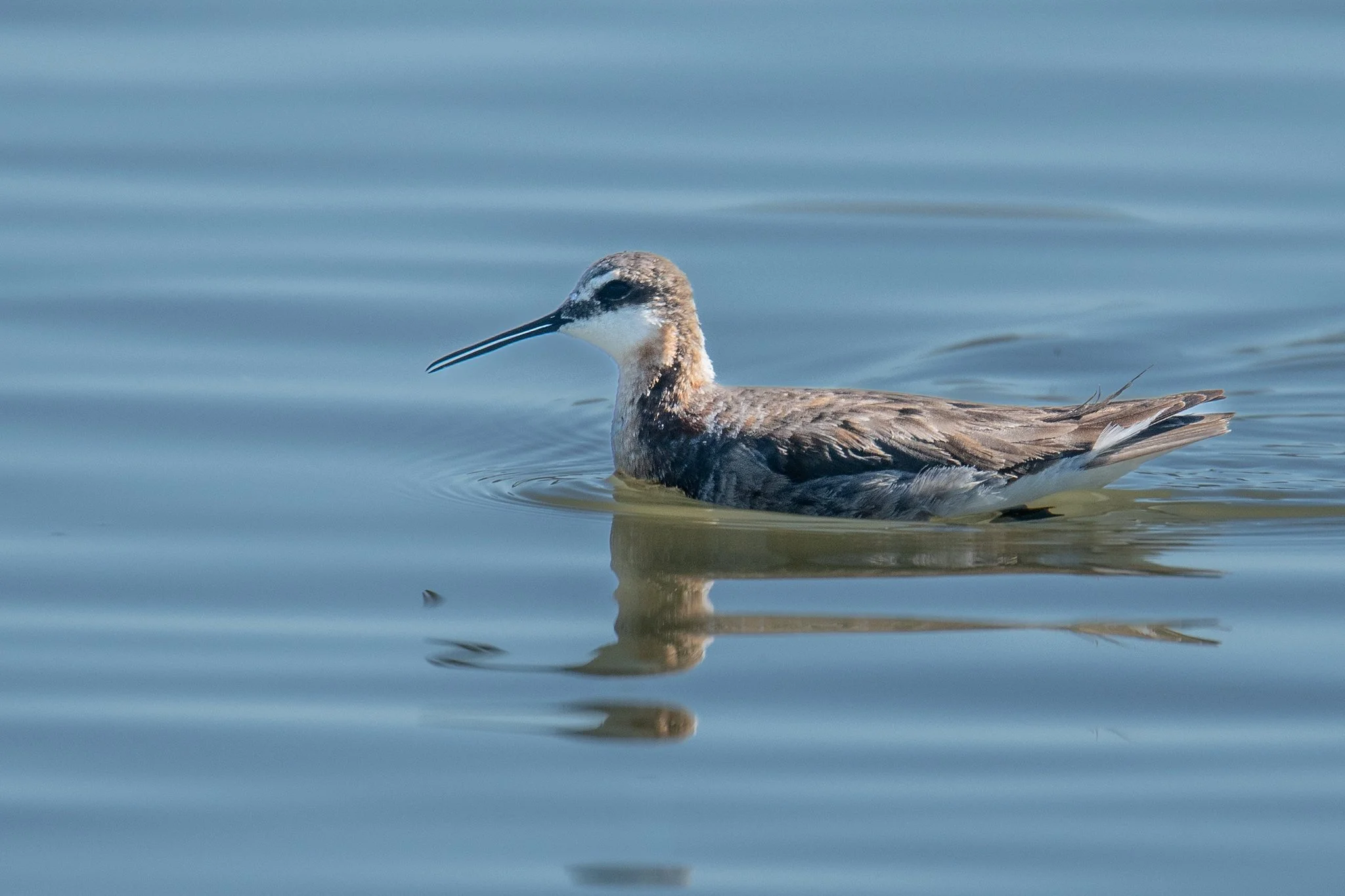 Wilson's Phalarope (Phalaropus tricolor)