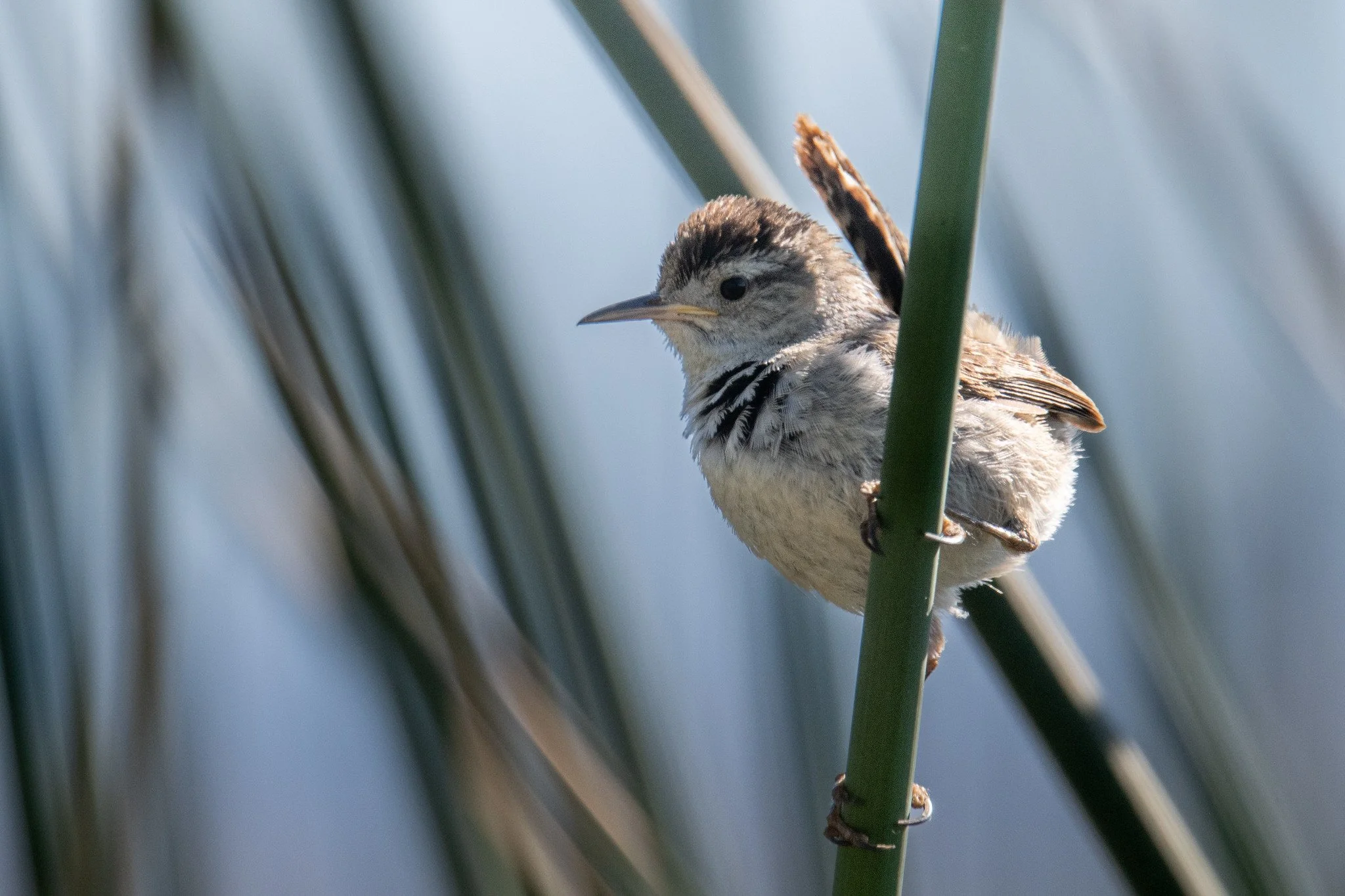 Marsh Wren (Cistothorus palustris)