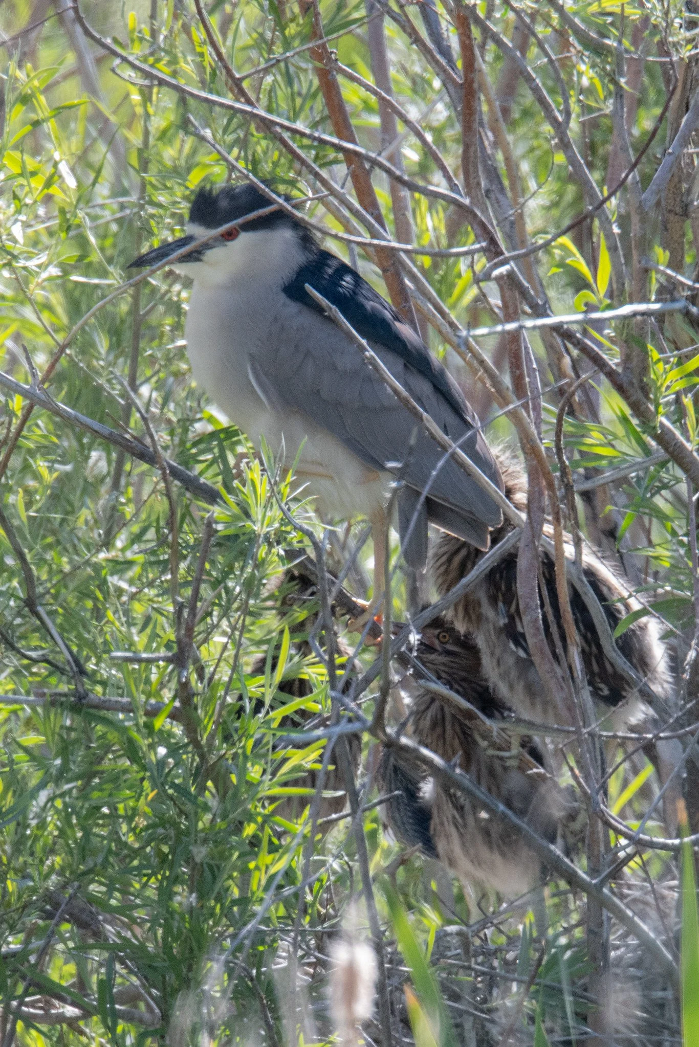Black-crowned Night Heron (Nycticorax nycticorax)
