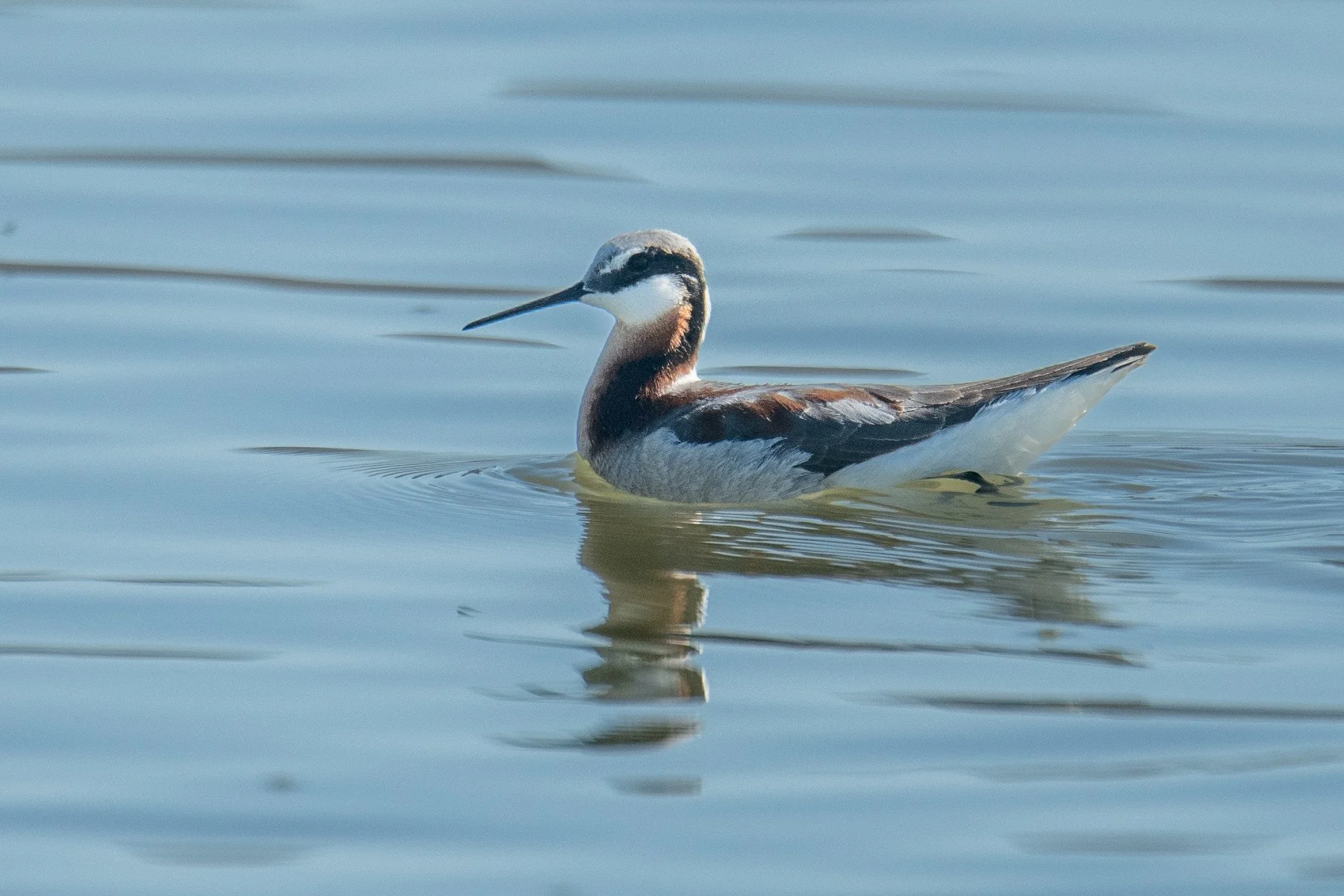 Wilson's Phalarope (Phalaropus tricolor)