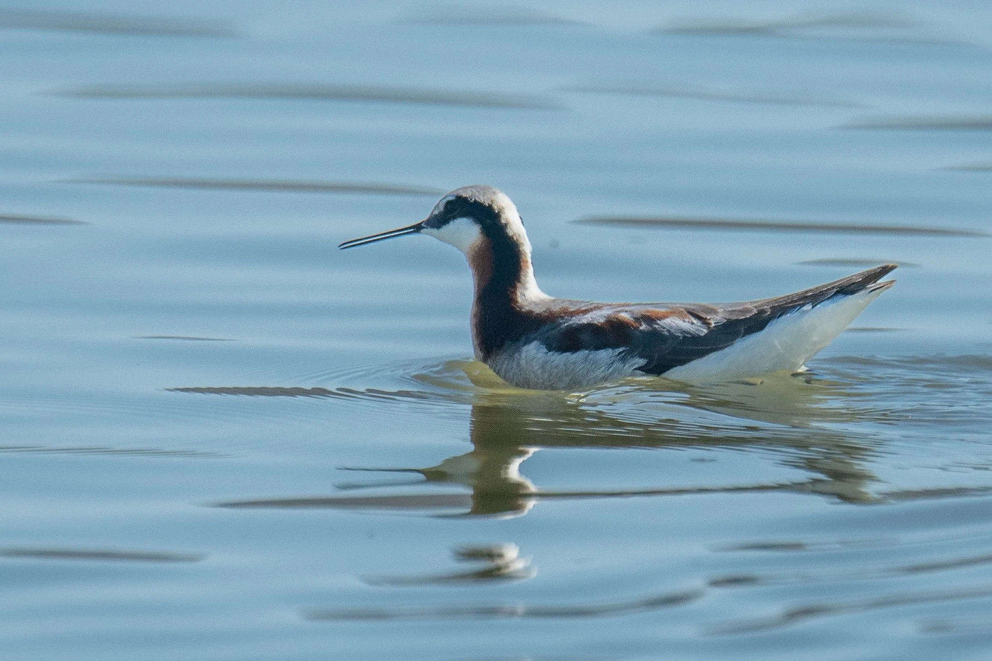 Wilson's Phalarope (Phalaropus tricolor)