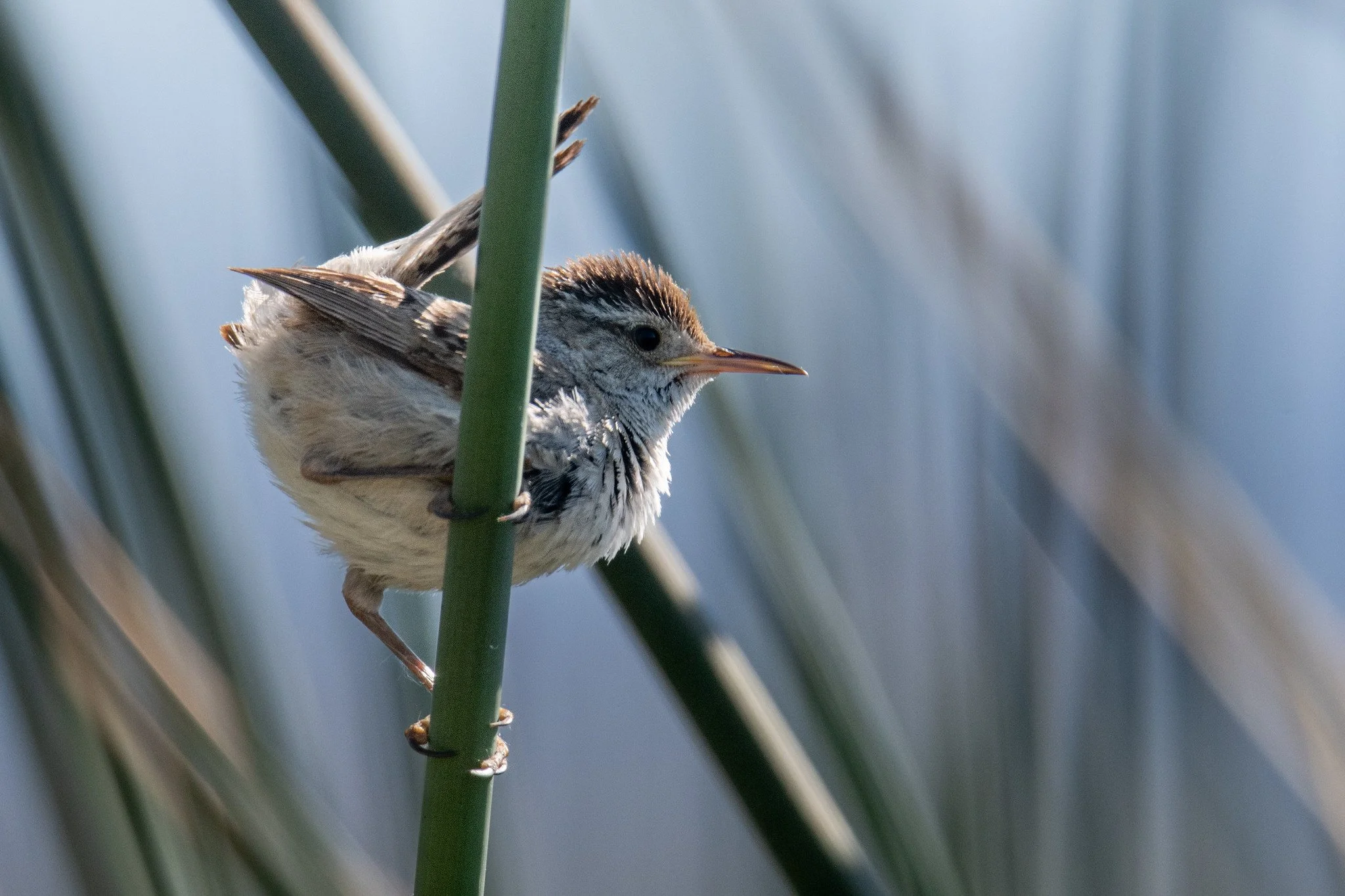Marsh Wren (Cistothorus palustris)