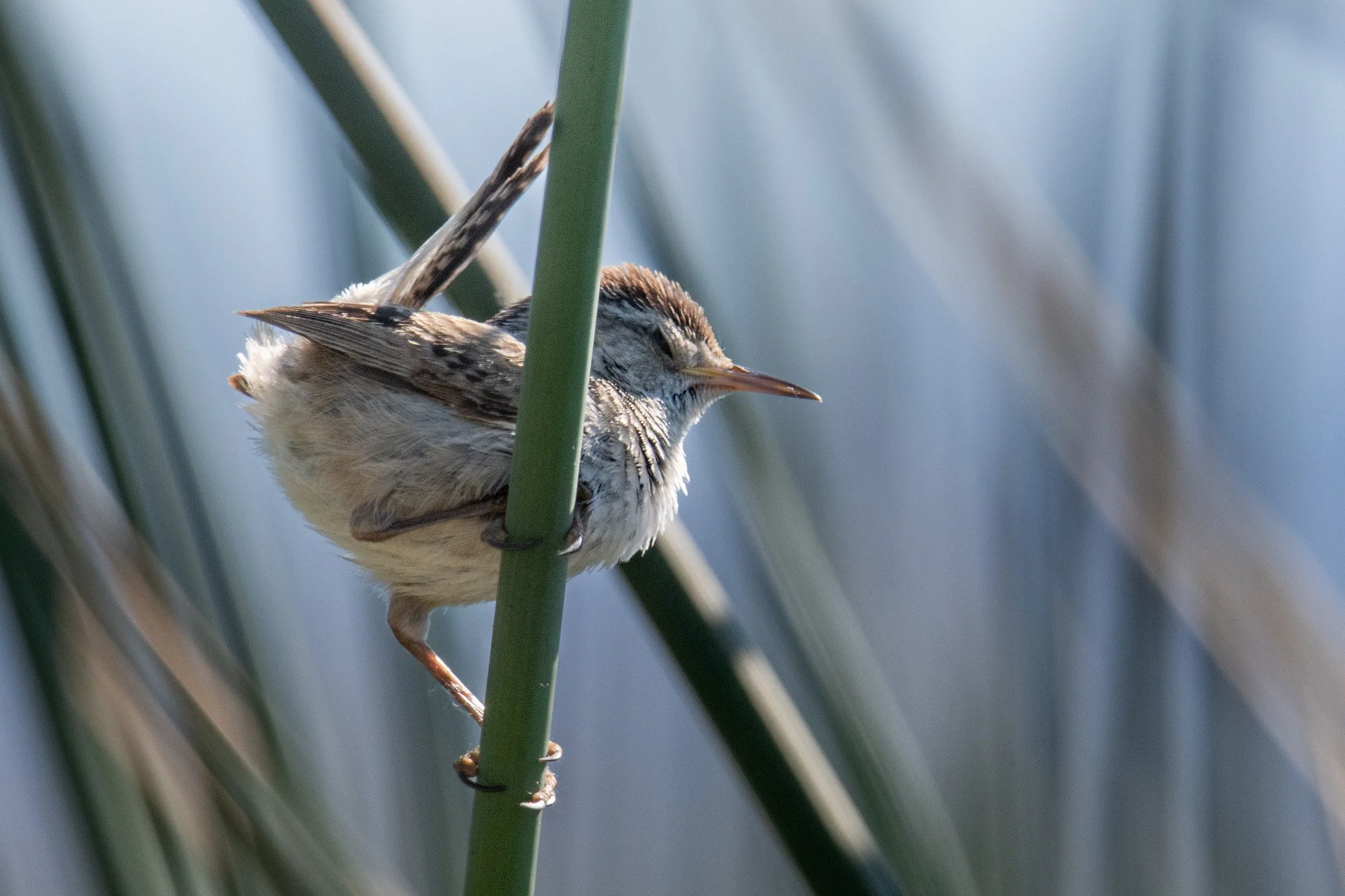 Marsh Wren (Cistothorus palustris)