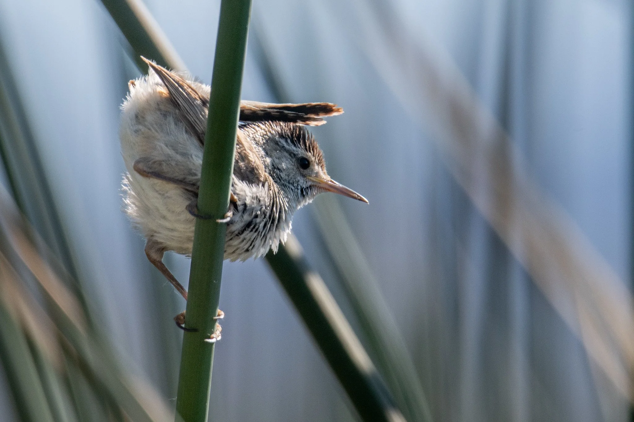 Marsh Wren (Cistothorus palustris)