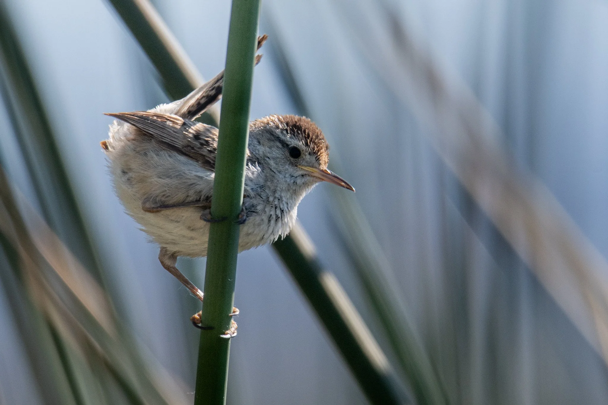 Marsh Wren (Cistothorus palustris)