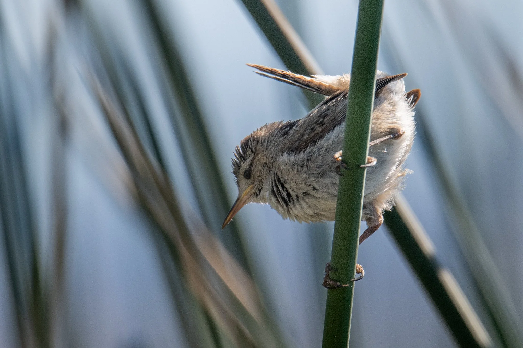Marsh Wren (Cistothorus palustris)