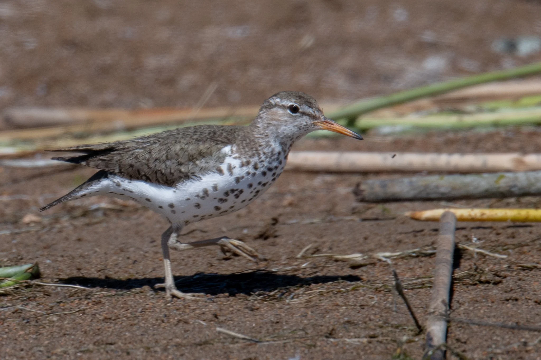 Spotted Sandpiper (Actitis macularius)